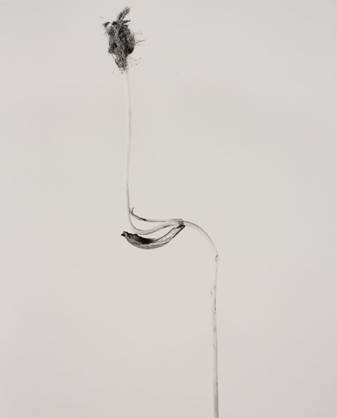 image for: Joan Fontcuberta - Cascallus ferragosus (Herbarium) - 1982