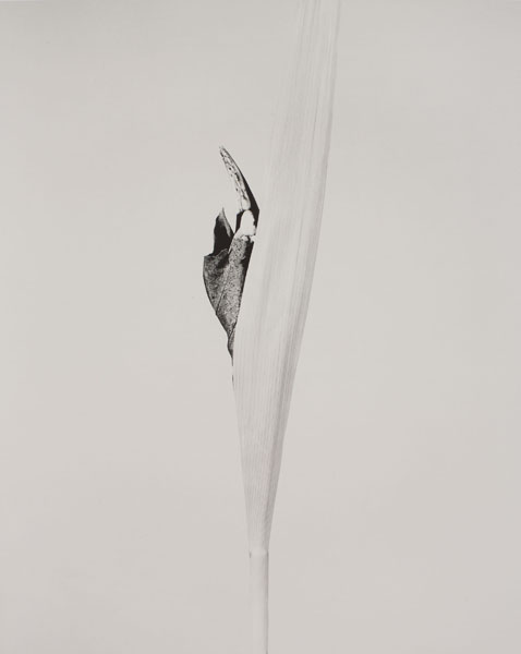 image for: Joan Fontcuberta - Cornus impatiens (Herbarium) - 1984
