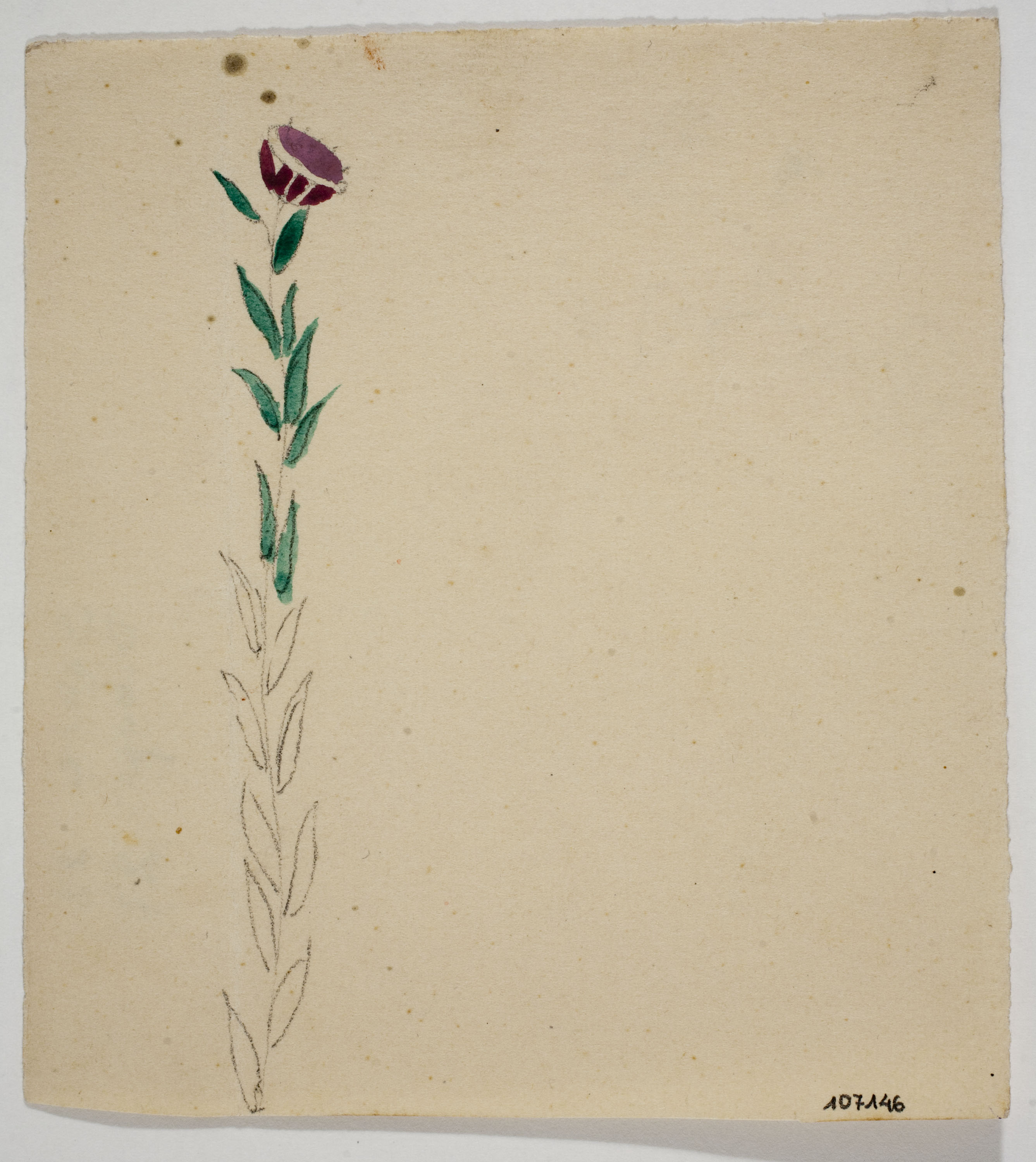 image for: Xavier Nogués - Flor. Estudi preparatori per a la decoració de vidre esmaltat - Cap a 1924-1928