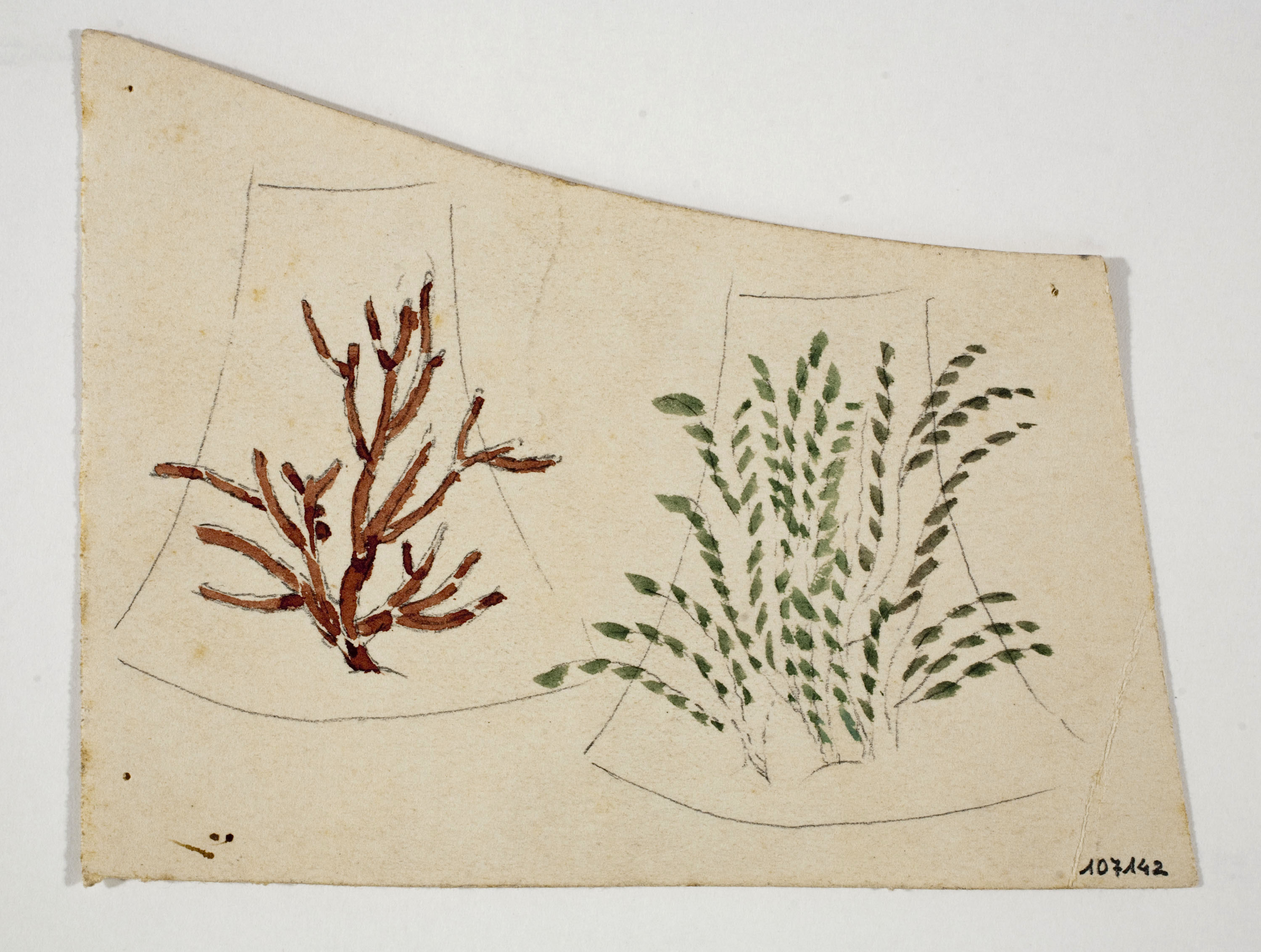 image for: Xavier Nogués - Motius vegetals. Estudi preparatori per a la decoració de vidre esmaltat - Cap a 1924-1928