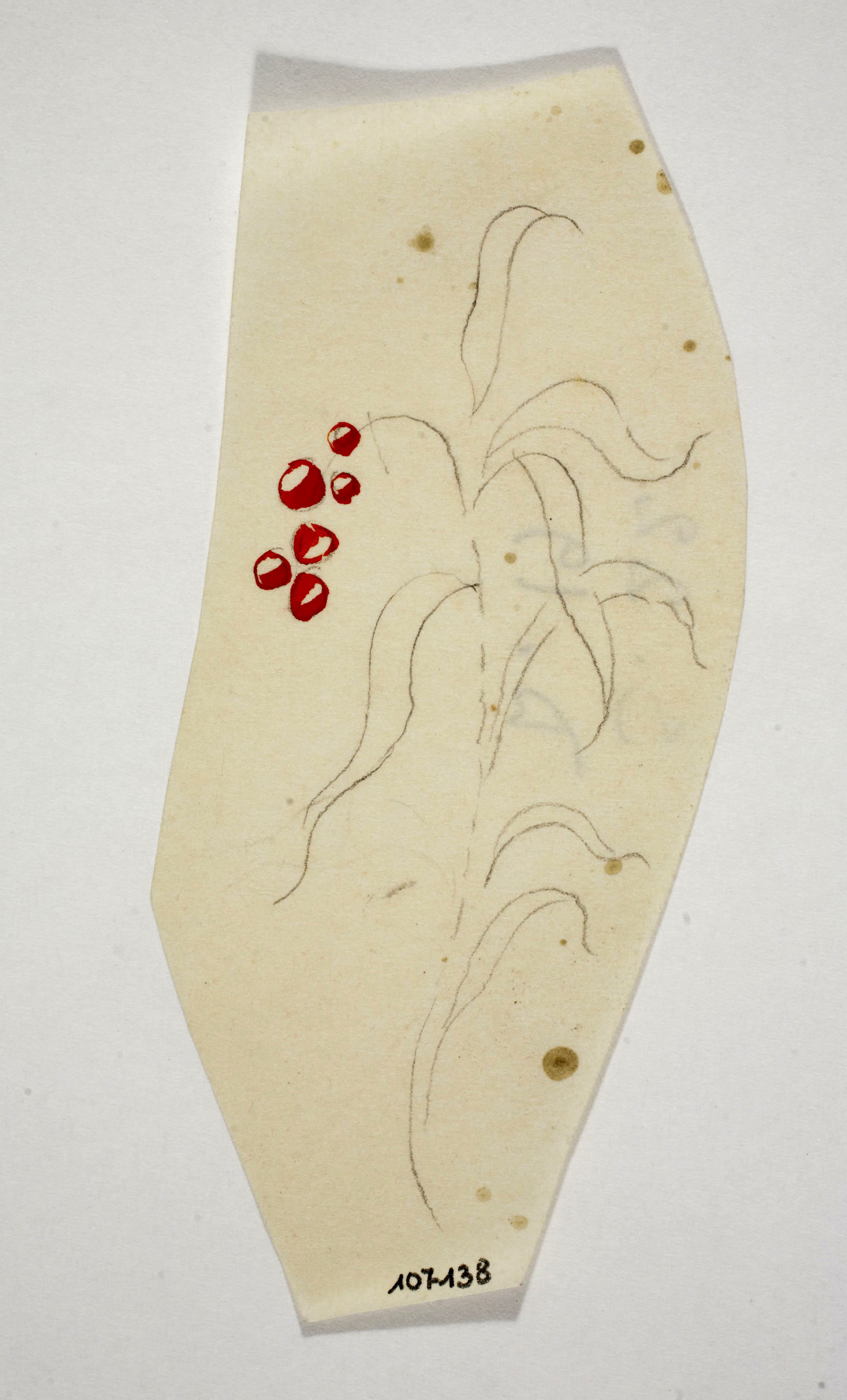 Xavier Nogués - Fulles. Estudi preparatori per a la decoració de vidre esmaltat - Cap a 1924-1928 image for: Xavier Nogués - Fulles. Estudi preparatori per a la decoració de vidre esmaltat - Cap a 1924-1928