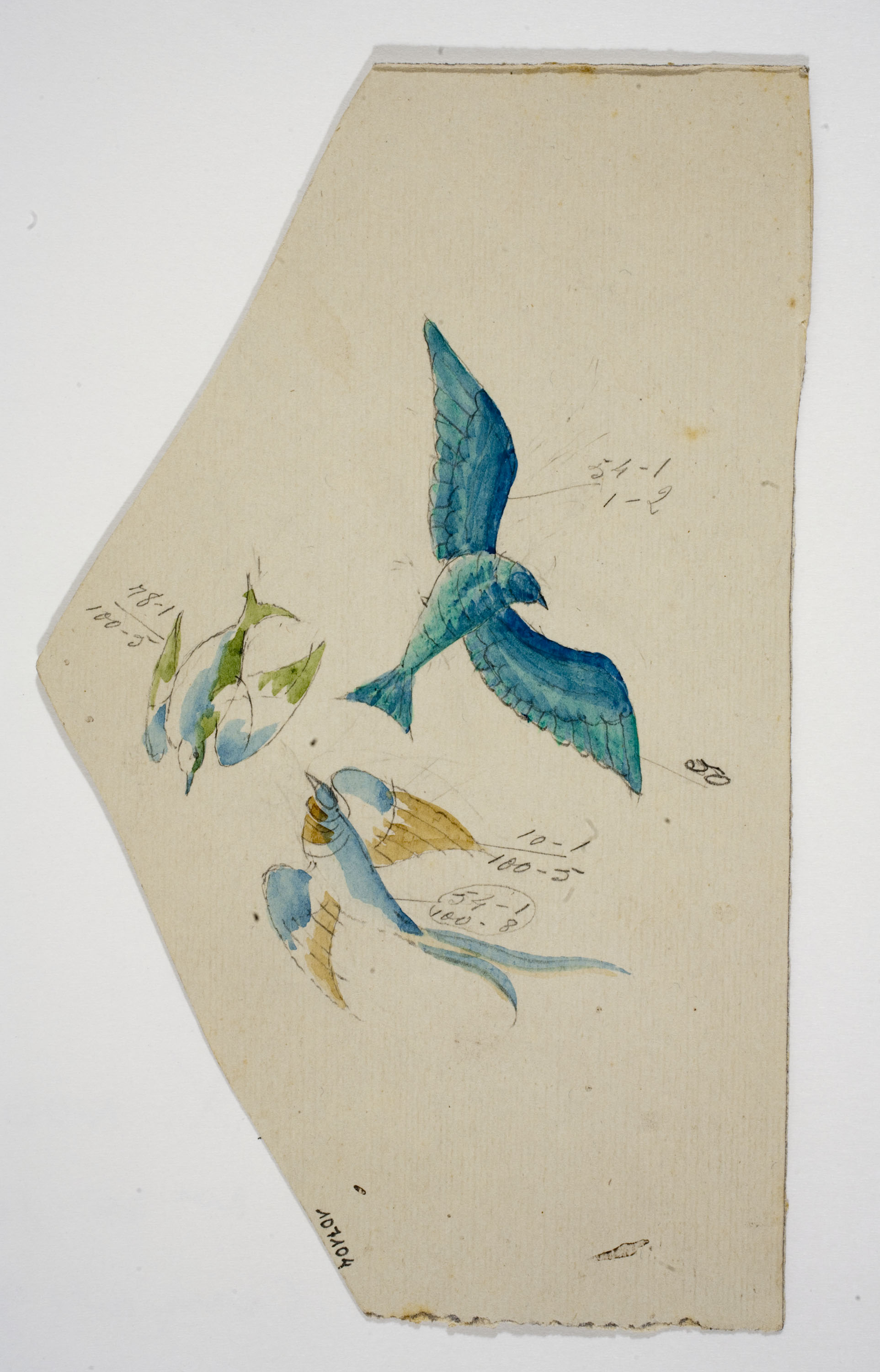 image for: Xavier Nogués - Ocell. Estudi preparatori per a la decoració de vidre esmaltat - Cap a 1924-1928