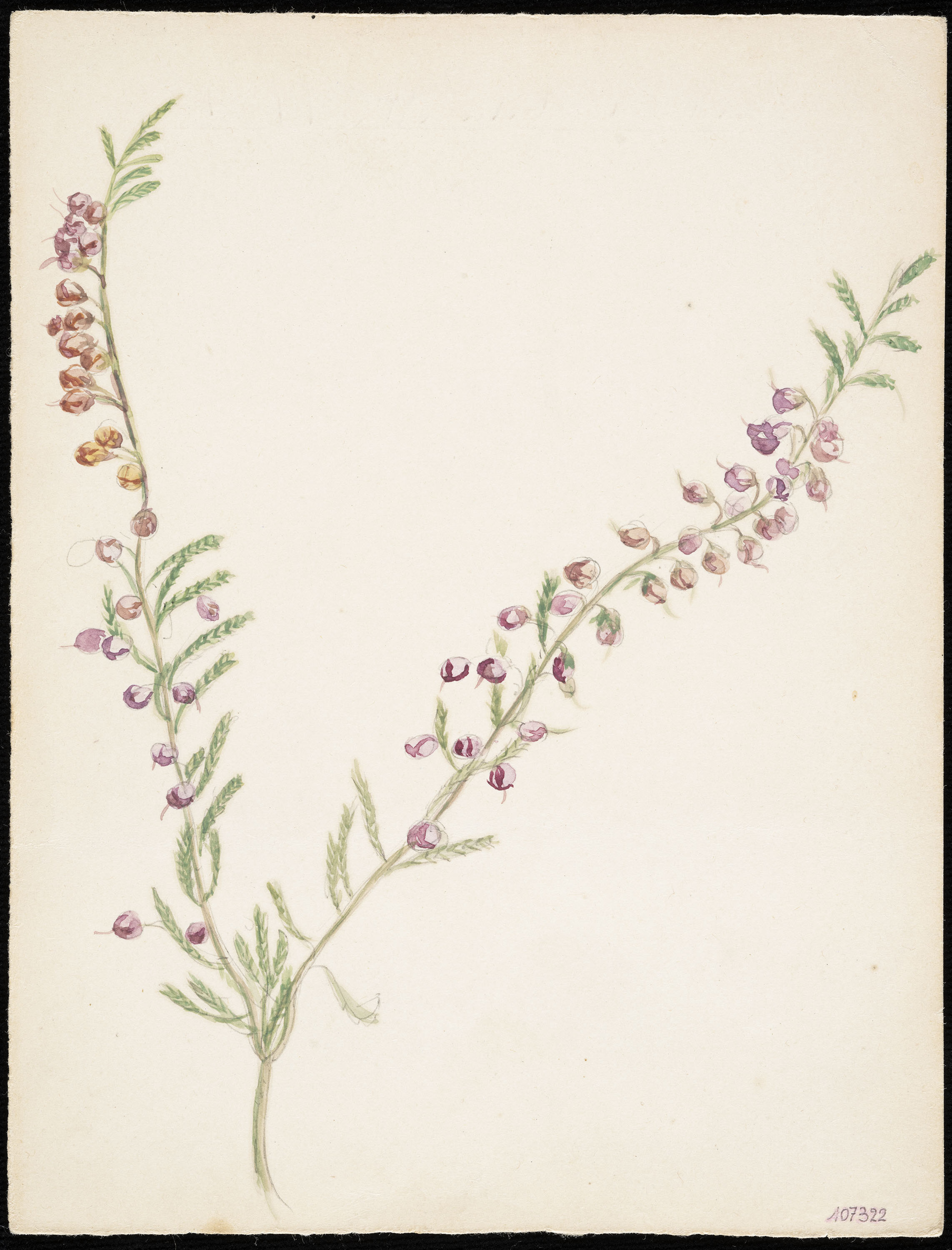 image for: Teresa Lostau - Xipell (flor silvestre) - Cap a 1921