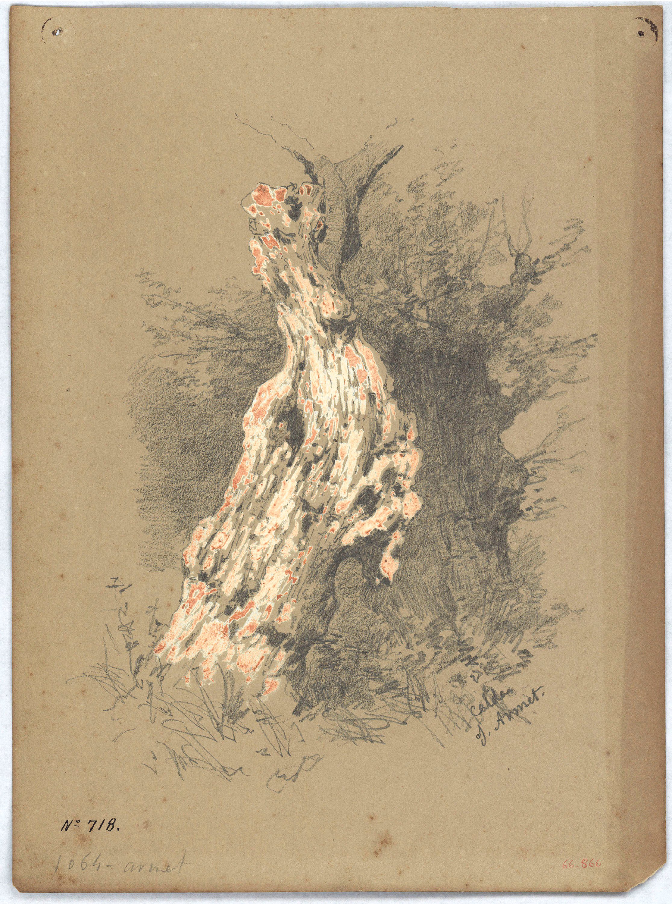 image for: Josep Armet - Estudi de troncs - Cap a 1870