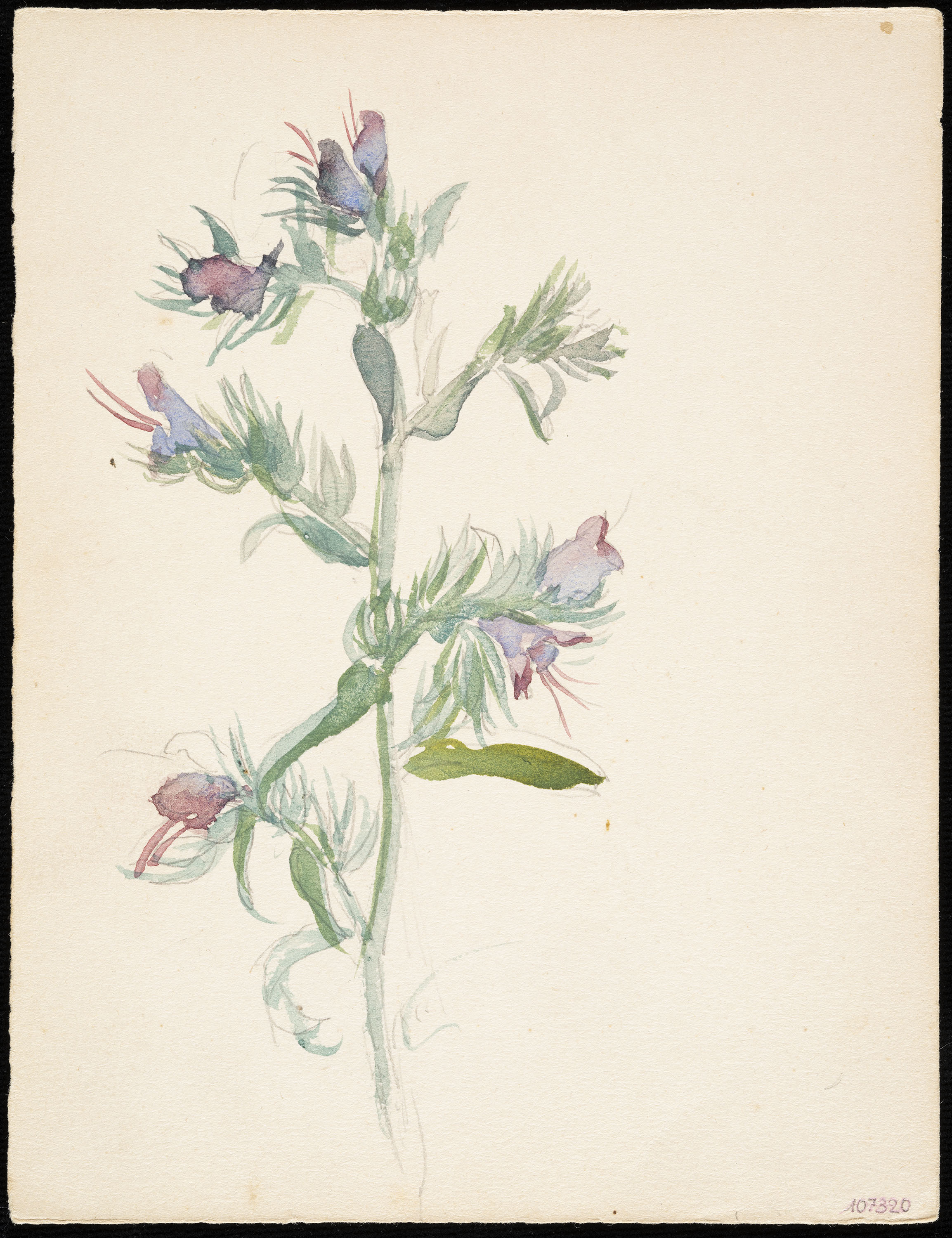 Teresa Lostau - Llengua de bou (flor silvestre) - Cap a 1921 image for: Teresa Lostau - Llengua de bou (flor silvestre) - Cap a 1921