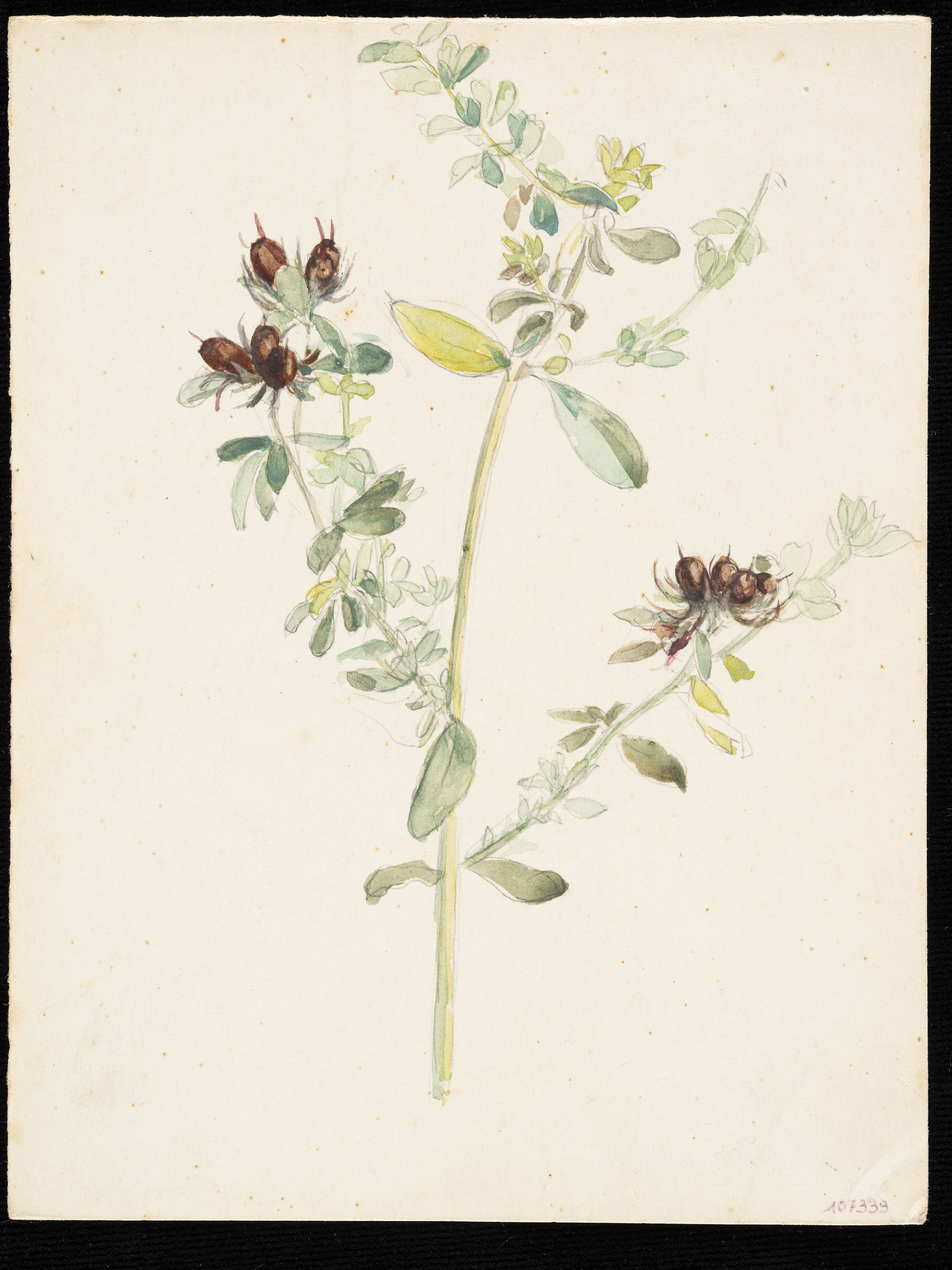 image for: Teresa Lostau - Herba de les morenes (flor silvestre) - Cap a 1921