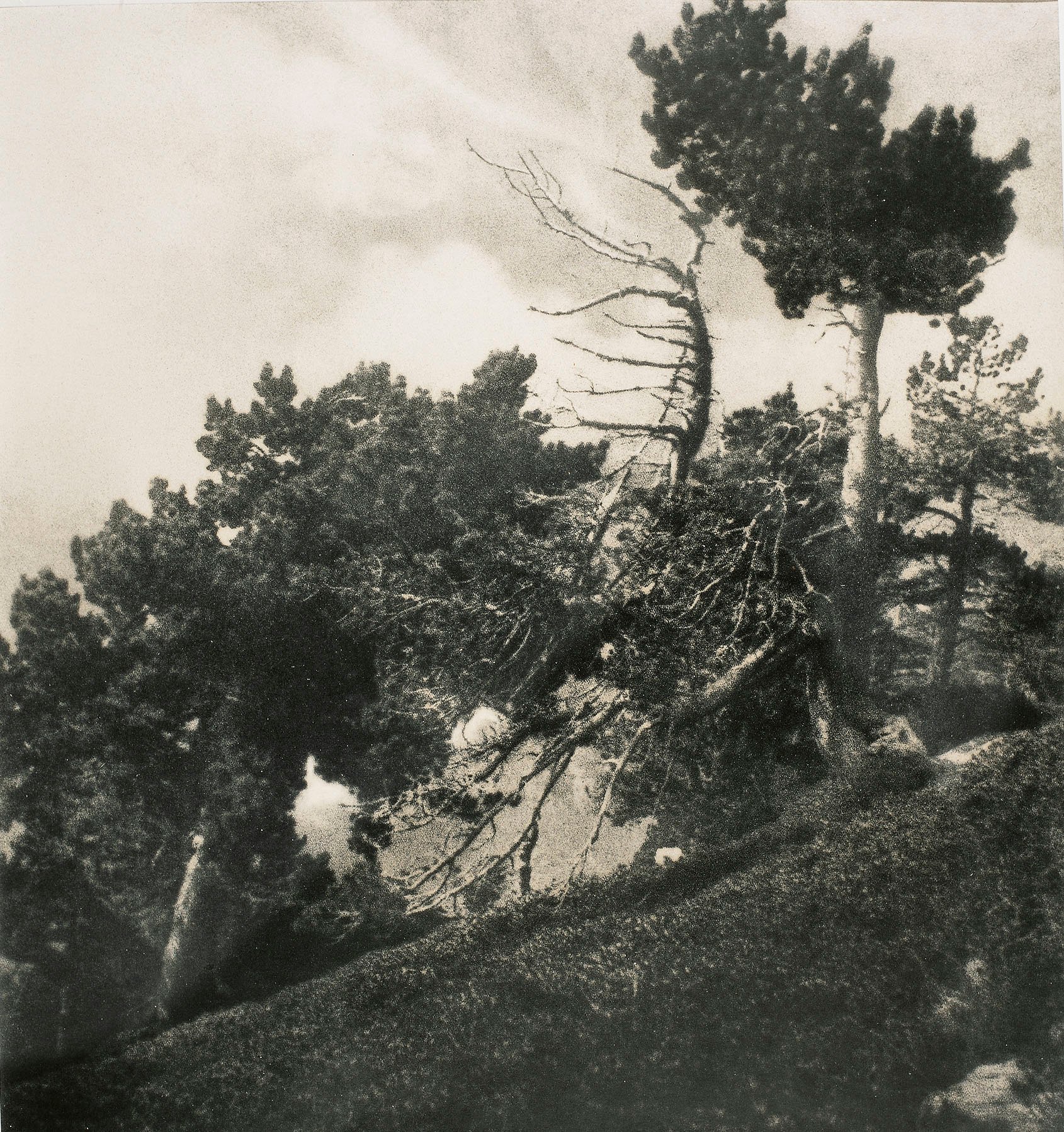 image for: Claudi Carbonell - Bosc de la Verge - No datat