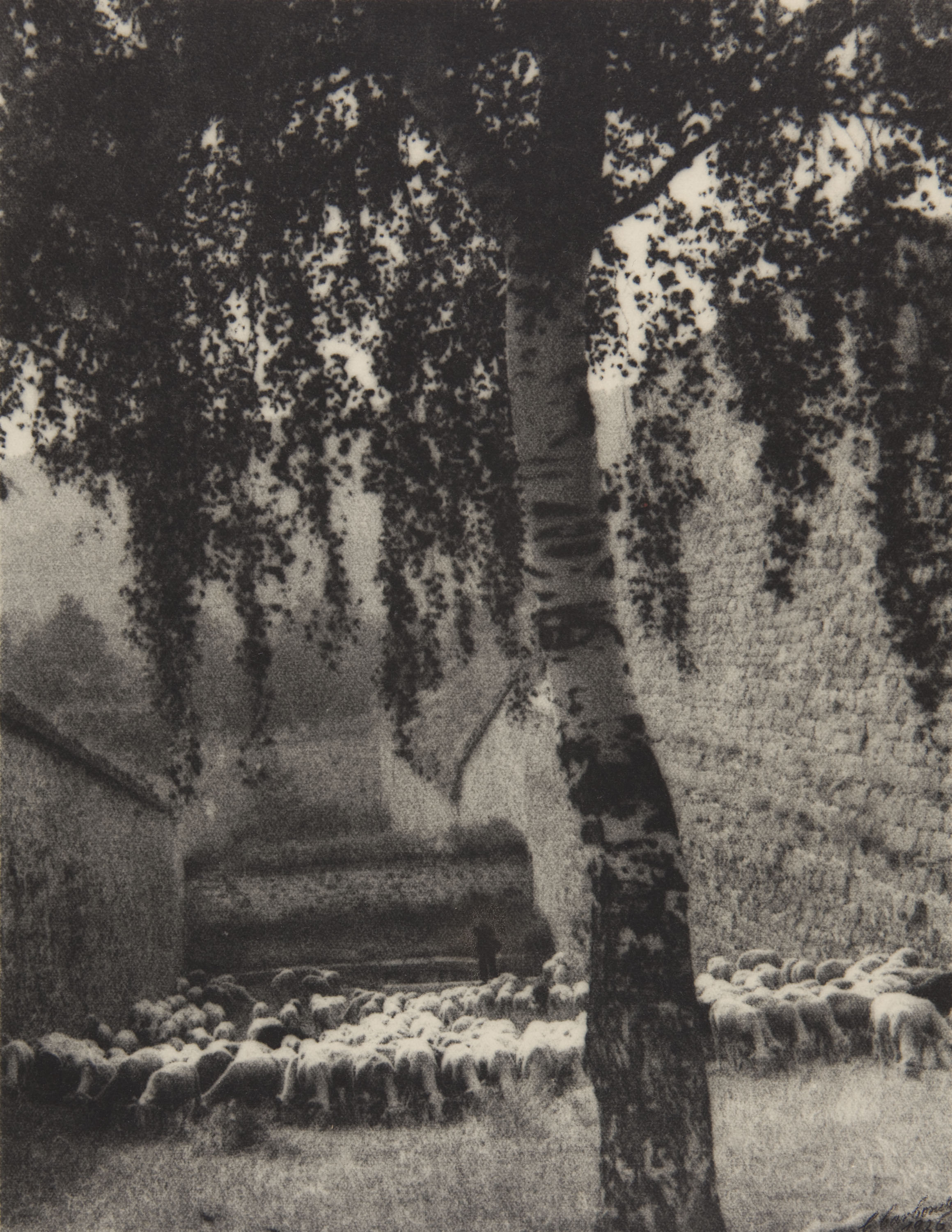 image for: Claudi Carbonell - Mont Louis. Les ovelles de la Ciutadel·la - 1926