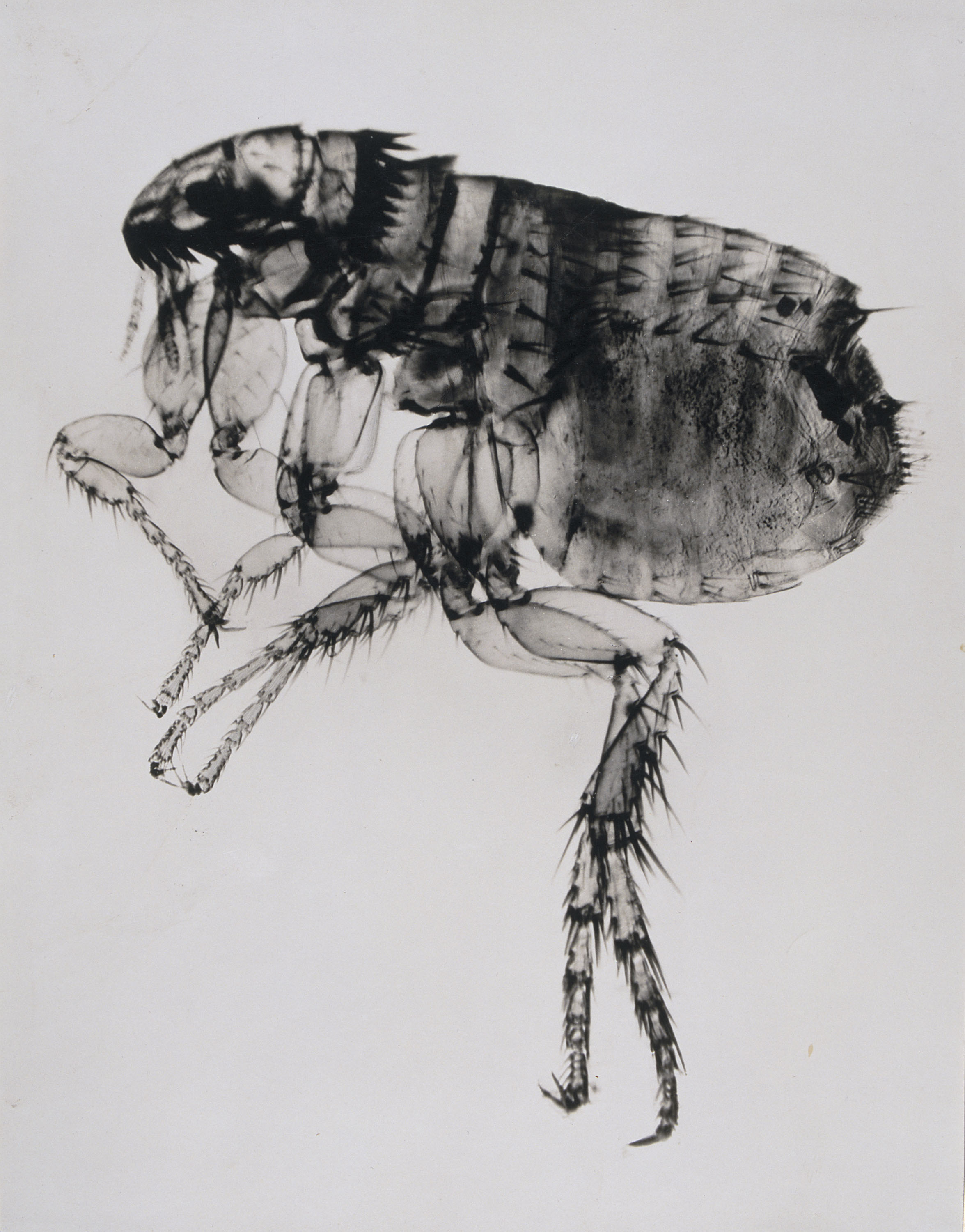 image for: Emili Godes - Puça - Cap a 1930