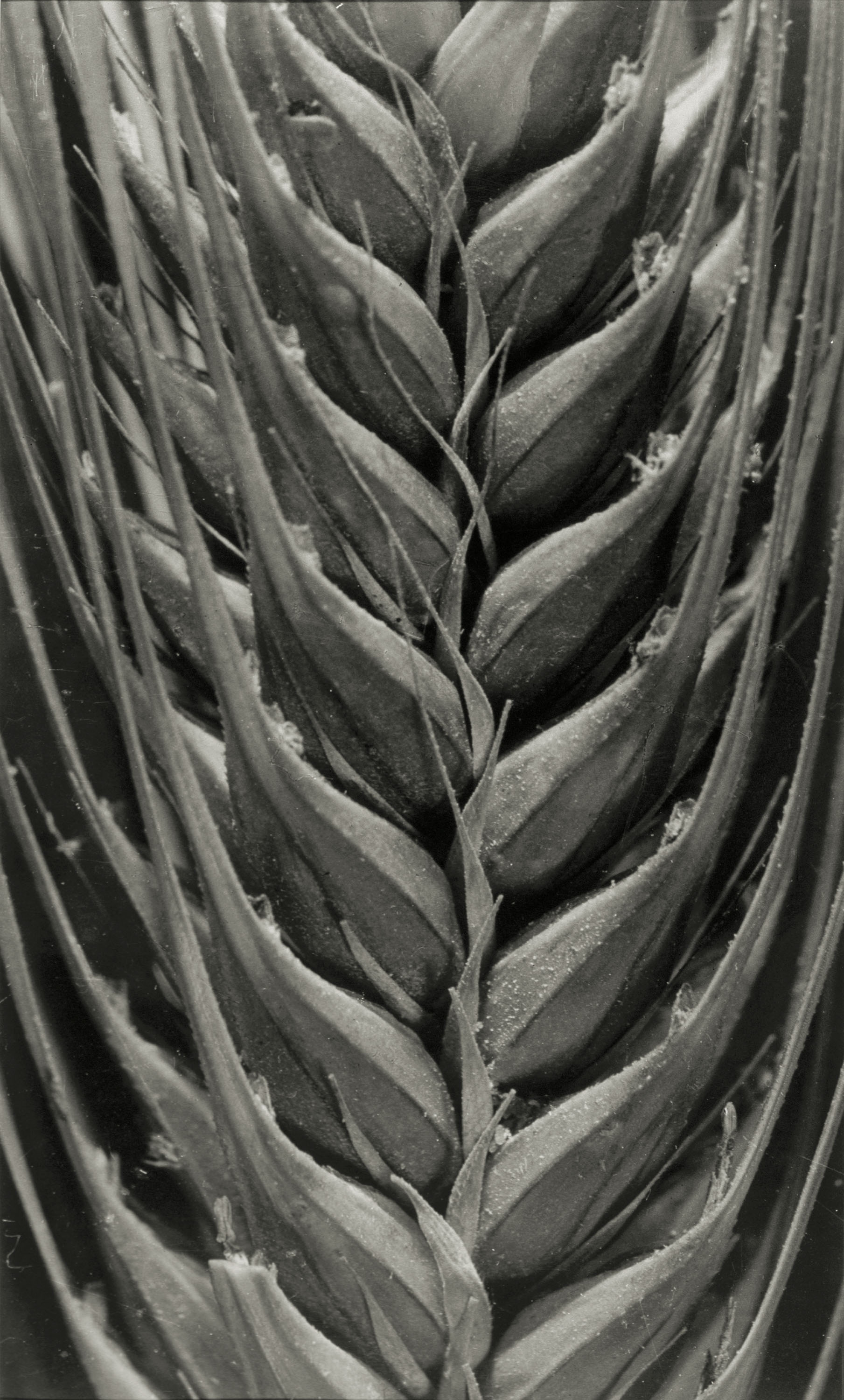 image for: Emili Godes - Espiga - Cap a 1930