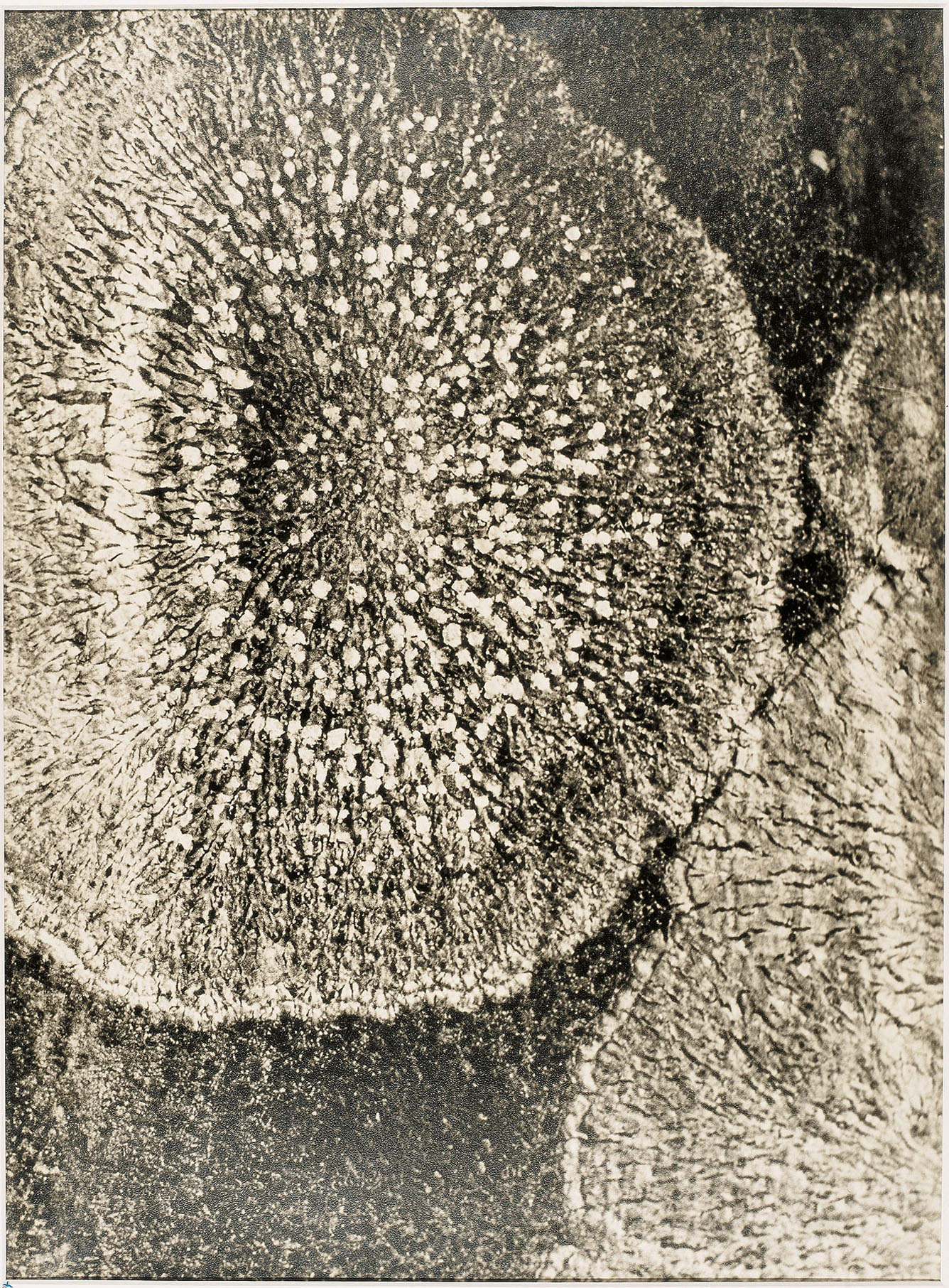 image for: Ton Sirera - Liquen sobre roca - Cap a 1959