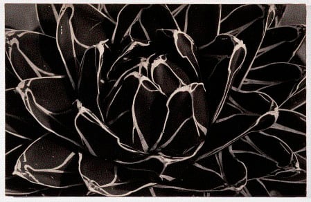 image for: Emili Godes - Cactus - Cap a 1930