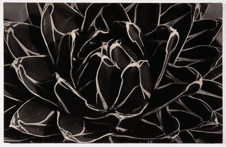 image for: Emili Godes - Cactus - Cap a 1930