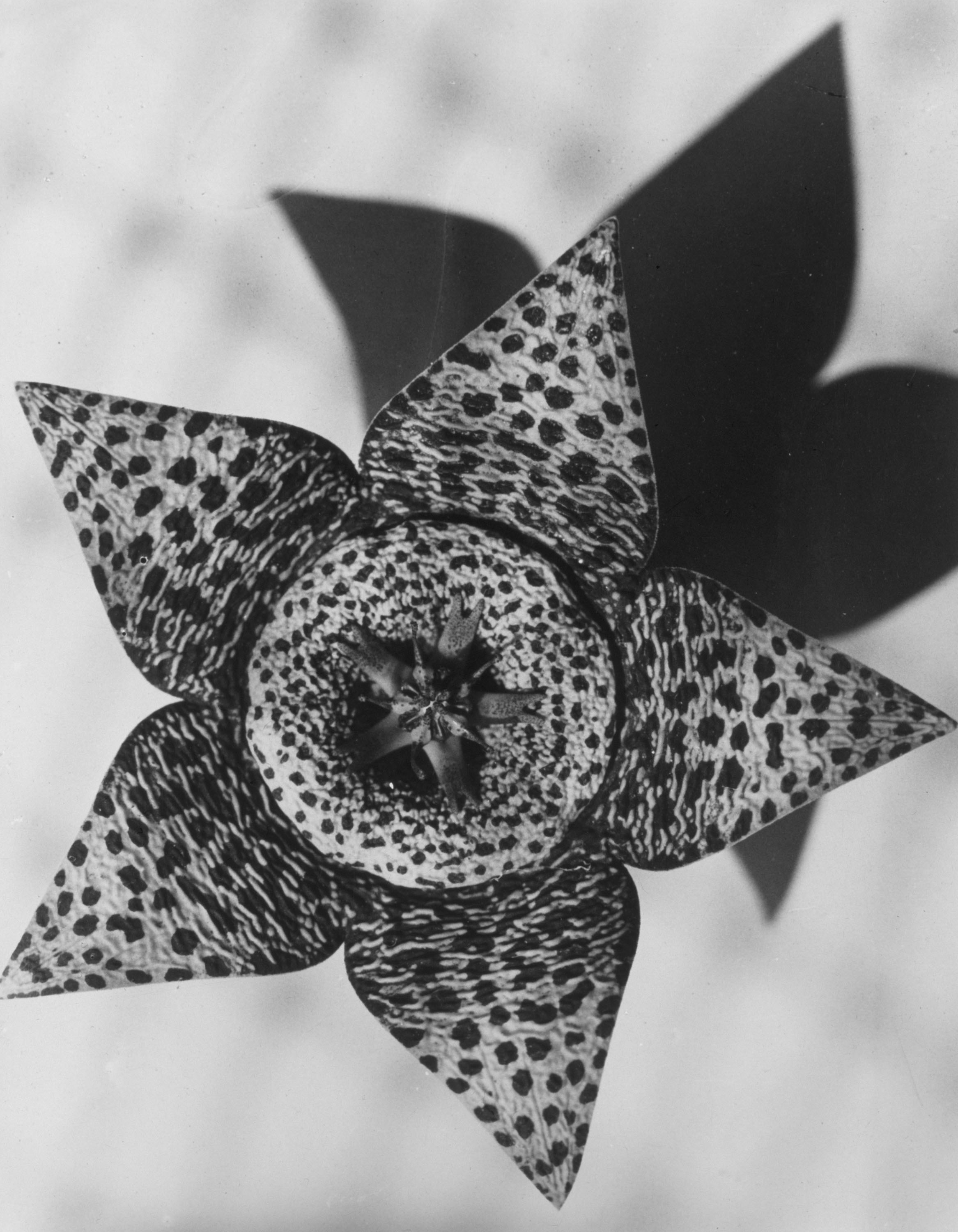 image for: Emili Godes - Cactus estrella - Cap a 1930