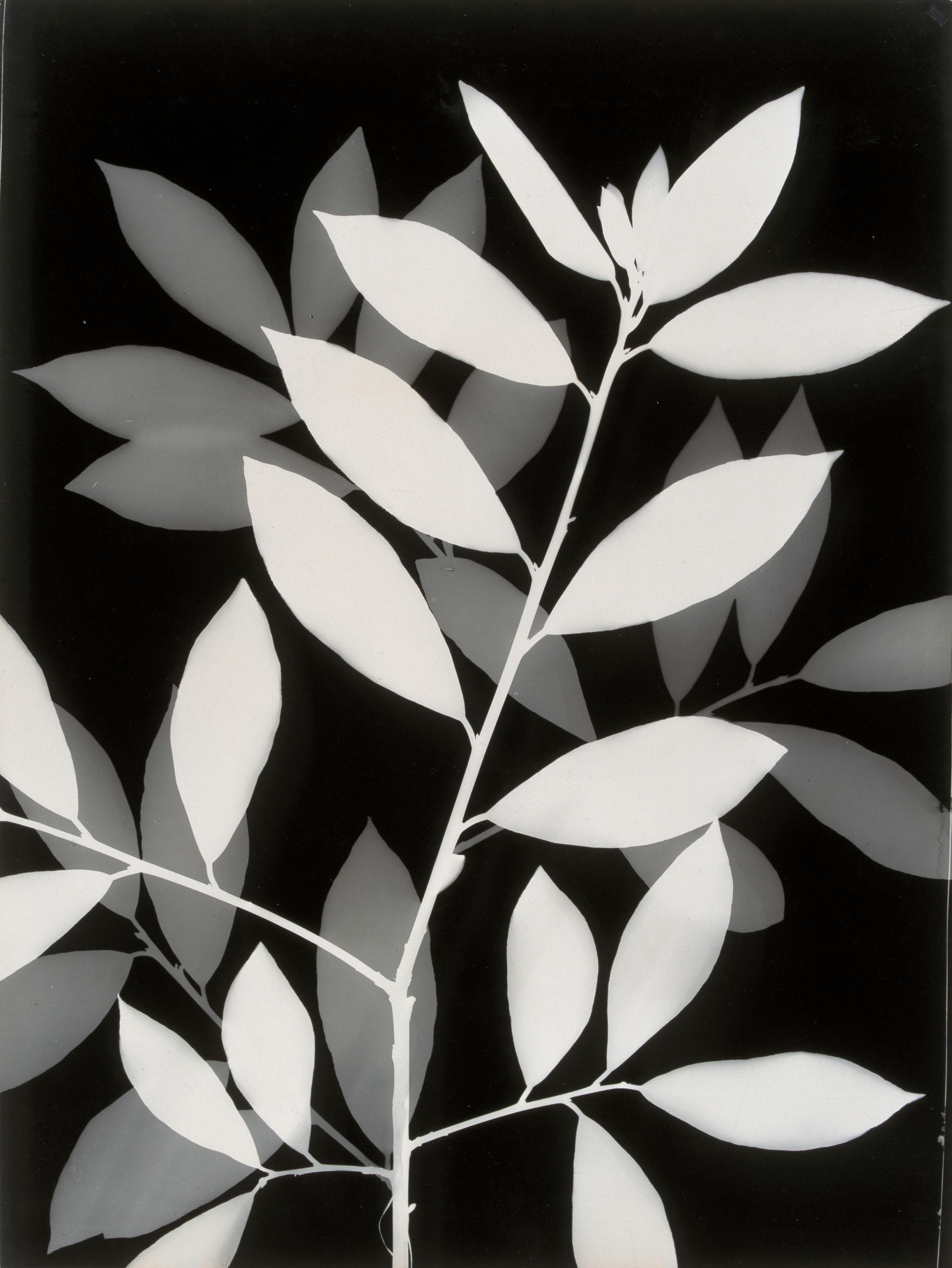 image for: Emili Godes - Sense títol - Cap a 1930