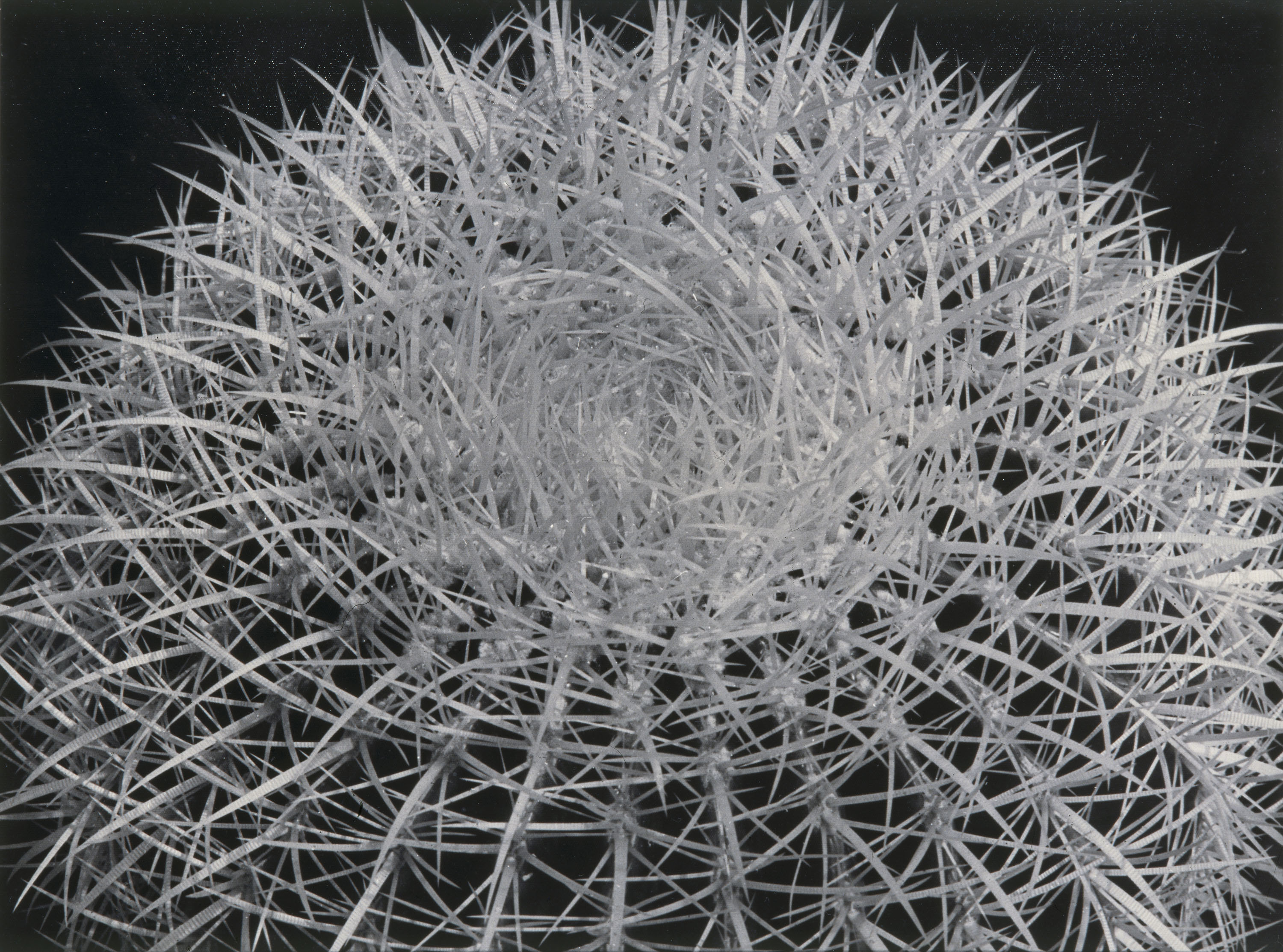 image for: Emili Godes - Cactus punxós - Cap a 1930