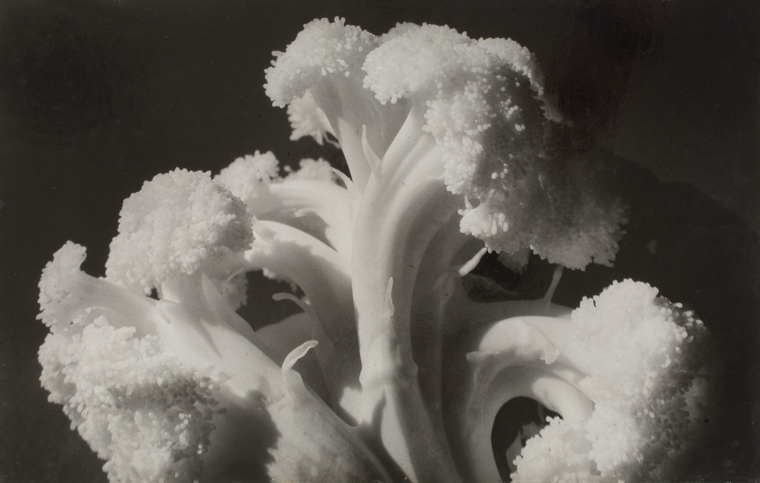 image for: Emili Godes - Coliflor - Cap a 1930