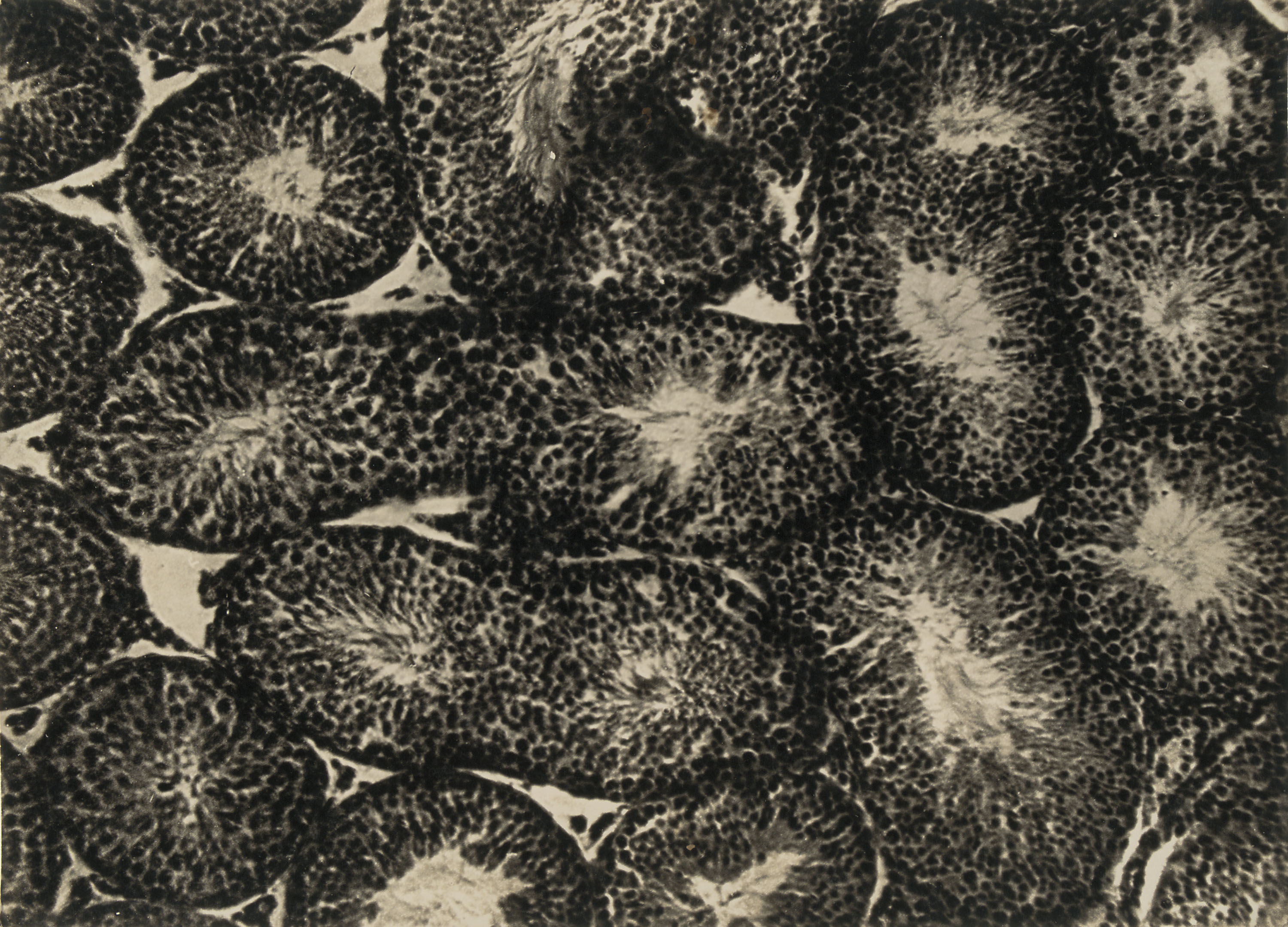 image for: Emili Godes - Sense títol - Cap a 1930