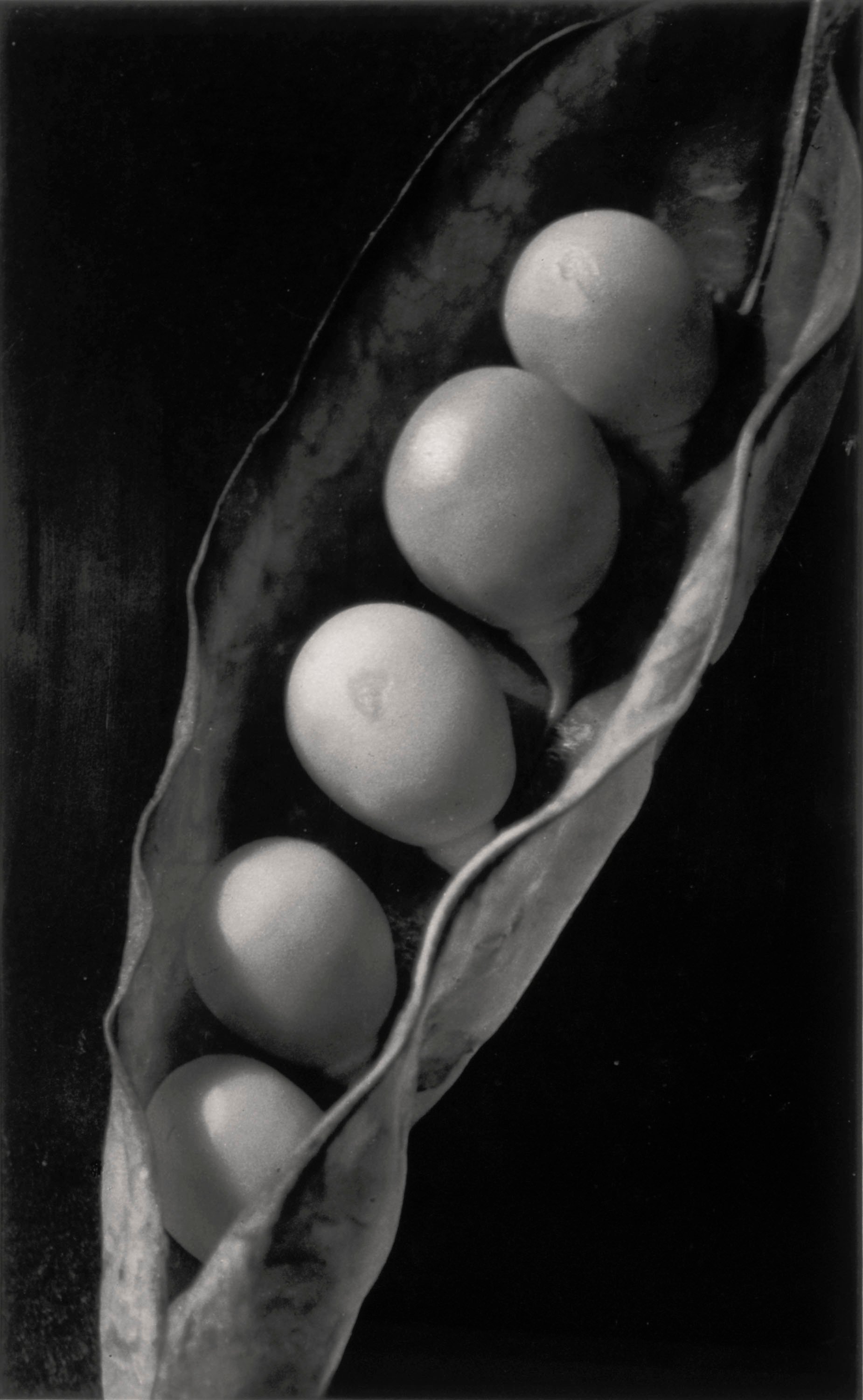 image for: Emili Godes - Pèsols - Cap a 1930