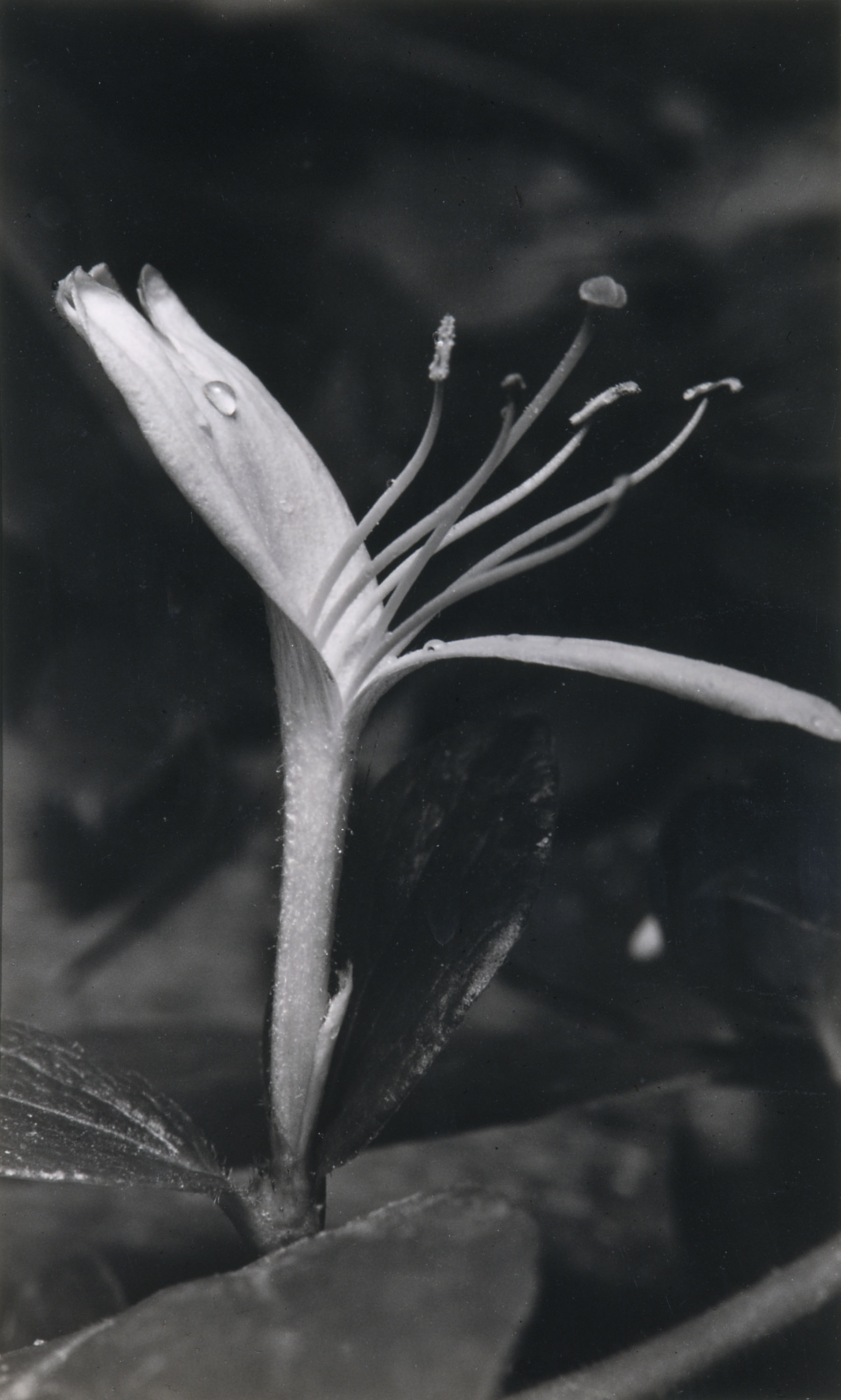 image for: Emili Godes - Flor de mare-selva amb gota de rosada - Cap a 1930
