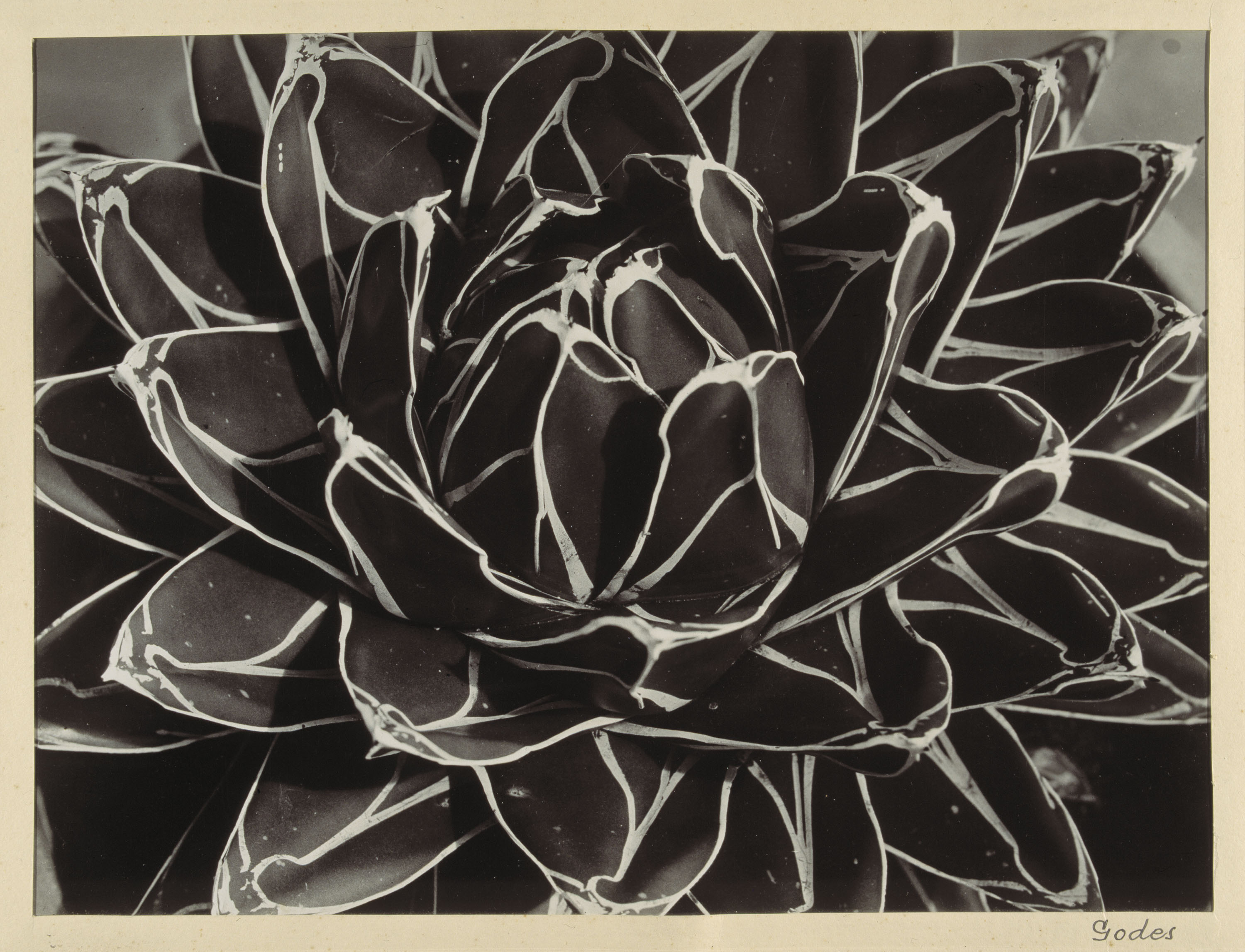 image for: Emili Godes - Cactus - Cap a 1930
