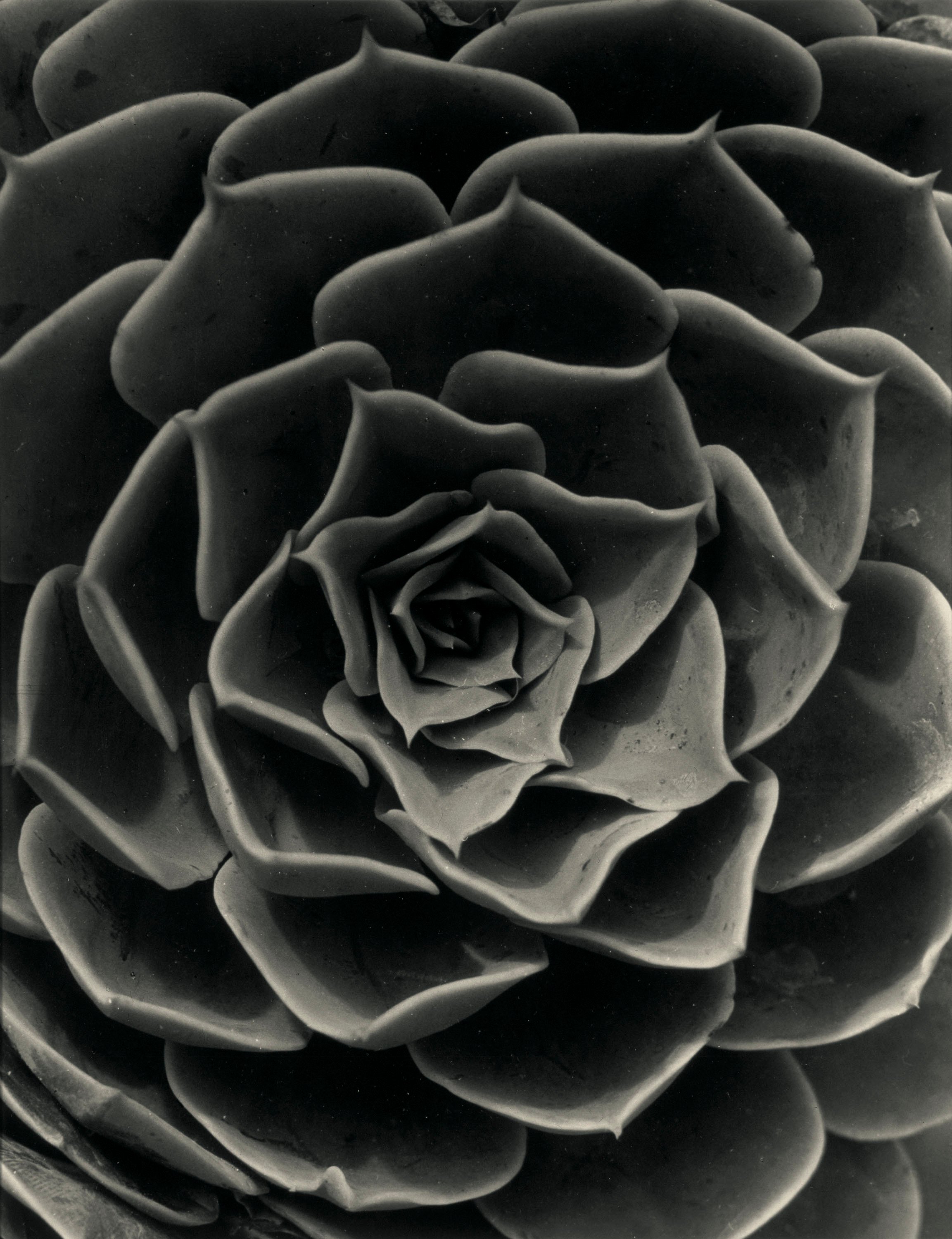 image for: Emili Godes - Cactus - Cap a 1930