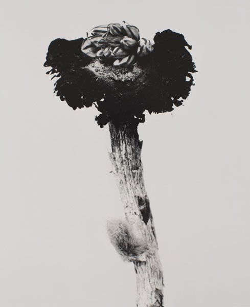 image for: Joan Fontcuberta - Fungus mungus (Herbarium) - 1982