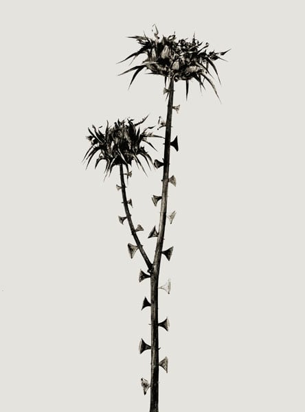 image for: Joan Fontcuberta - Braohypoda frustata (Herbarium) - 1984