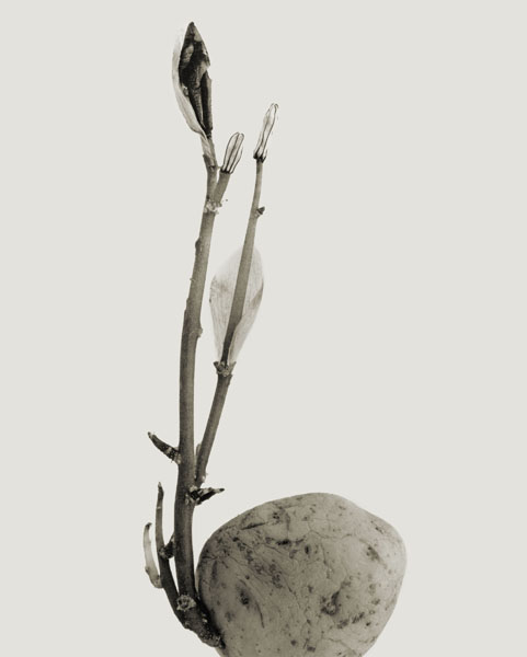 image for: Joan Fontcuberta - Typhatata pulcra (Herbarium) - 1982