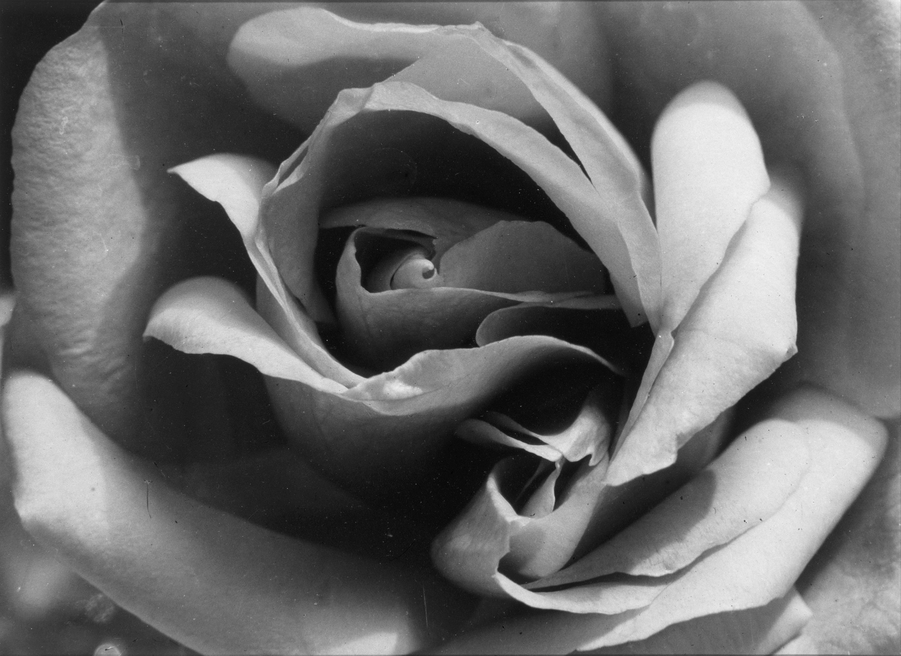 image for: Emili Godes - Rosa - Cap a 1930