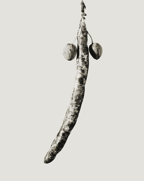 image for: Joan Fontcuberta - Astrophytus dicotiledoneus (Herbarium) - 1984