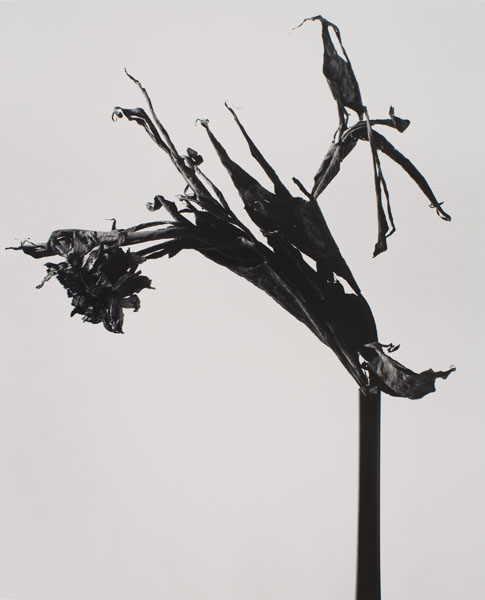 image for: Joan Fontcuberta - Rasputina ecléctica (Herbarium) - 1982