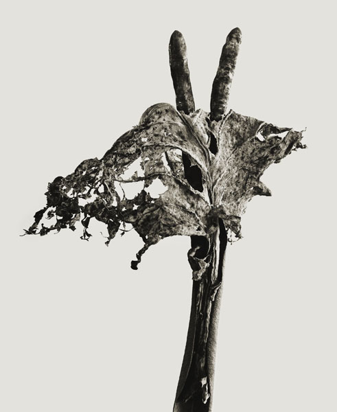 image for: Joan Fontcuberta - Dendrita victoriosa (Herbarium) - 1982
