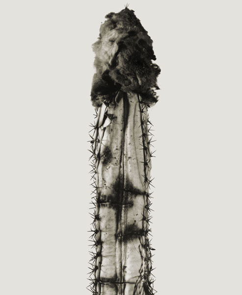 Joan Fontcuberta - Phyllocactus chumba (Herbarium) - 1984 image for: Joan Fontcuberta - Phyllocactus chumba (Herbarium) - 1984