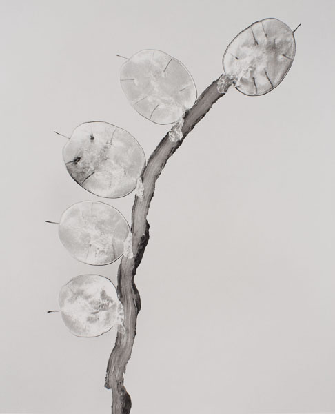 Joan Fontcuberta - Himenea flaccida (Herbarium) - 1983 image for: Joan Fontcuberta - Himenea flaccida (Herbarium) - 1983