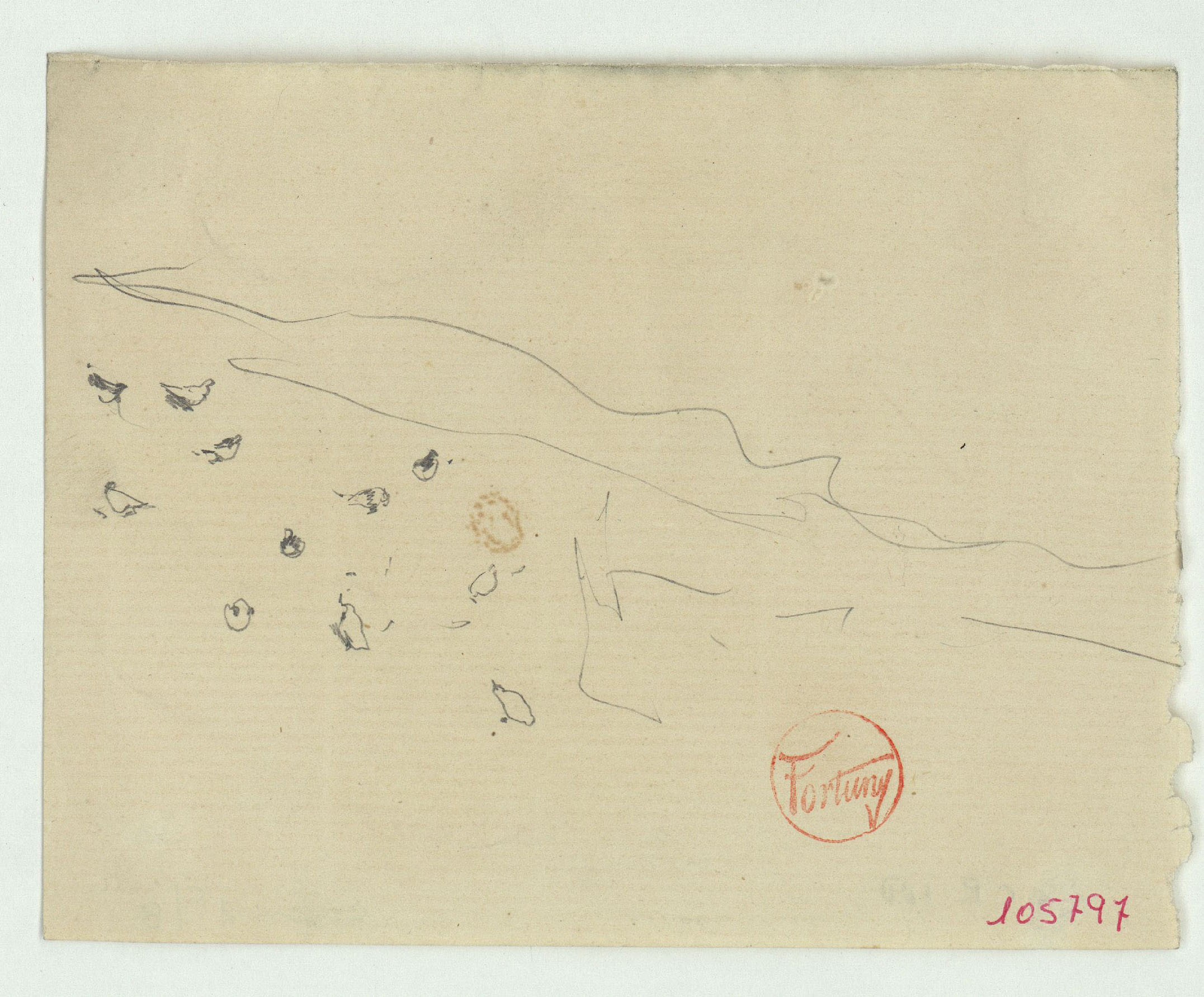 image for: Marià Fortuny - Croquis de coloms - Cap a 1867-1872