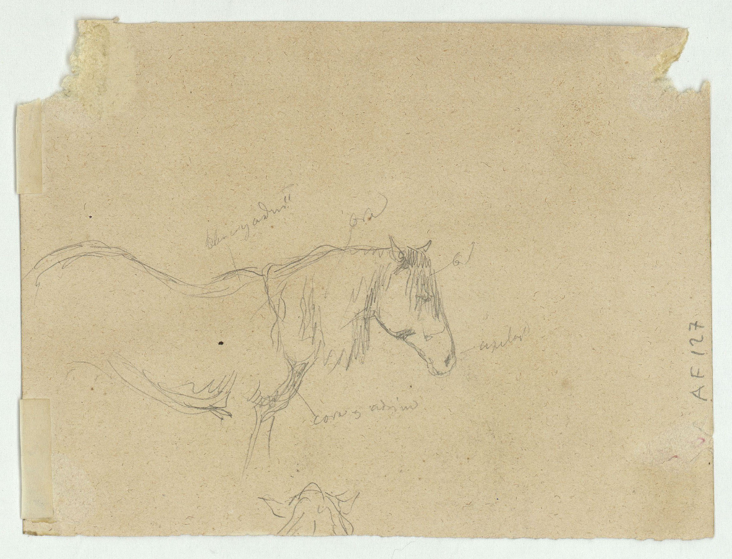 image for: Marià Fortuny - Marroquina (anvers) / Cavall (revers) - Cap a 1860-1862 [1]
