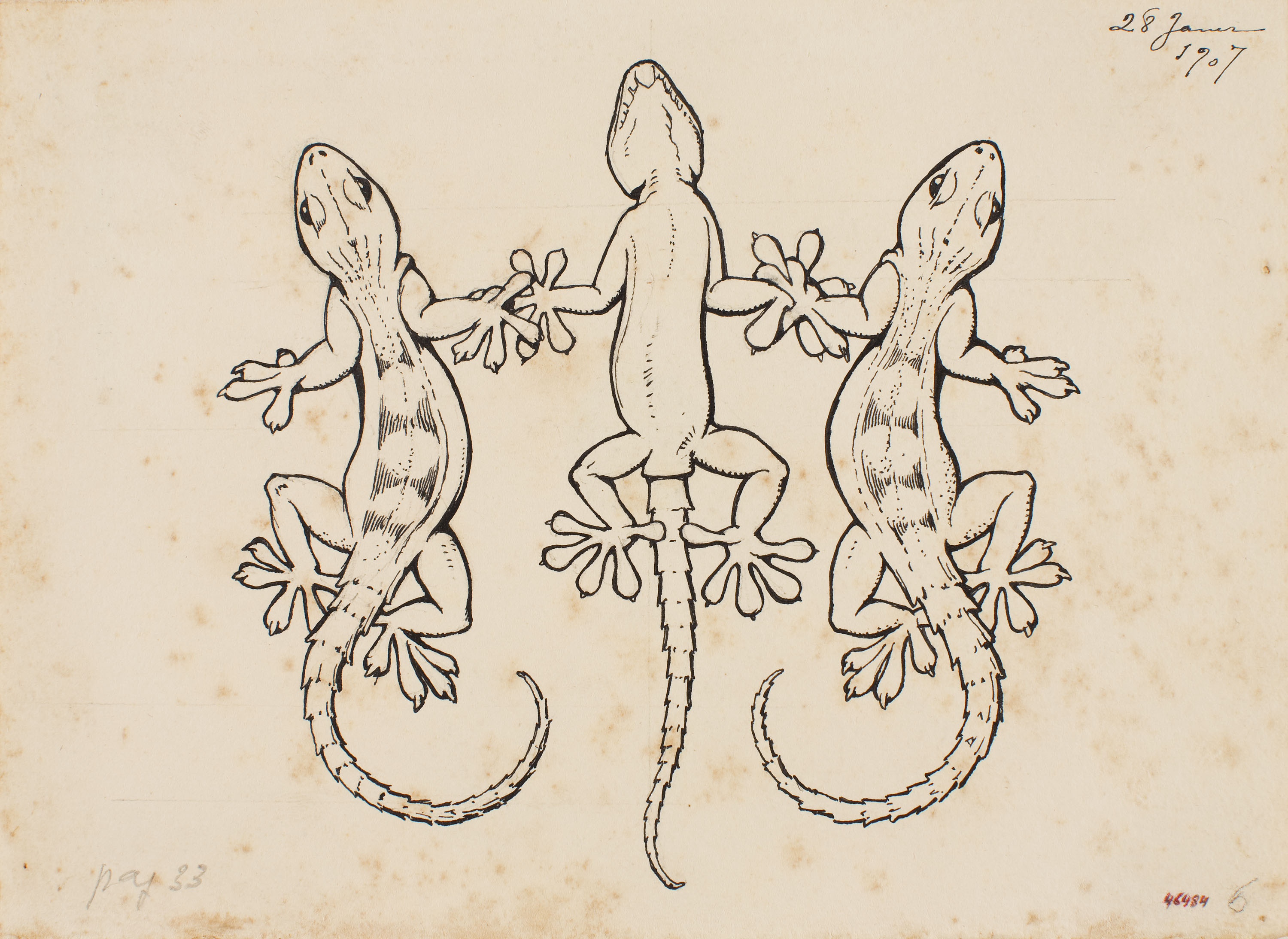 image for: Apel·les Mestres - Tres dragons comuns fent sardana. Culdellàntia per al poema «Liliana» d'Apel·les Mestres - 1907