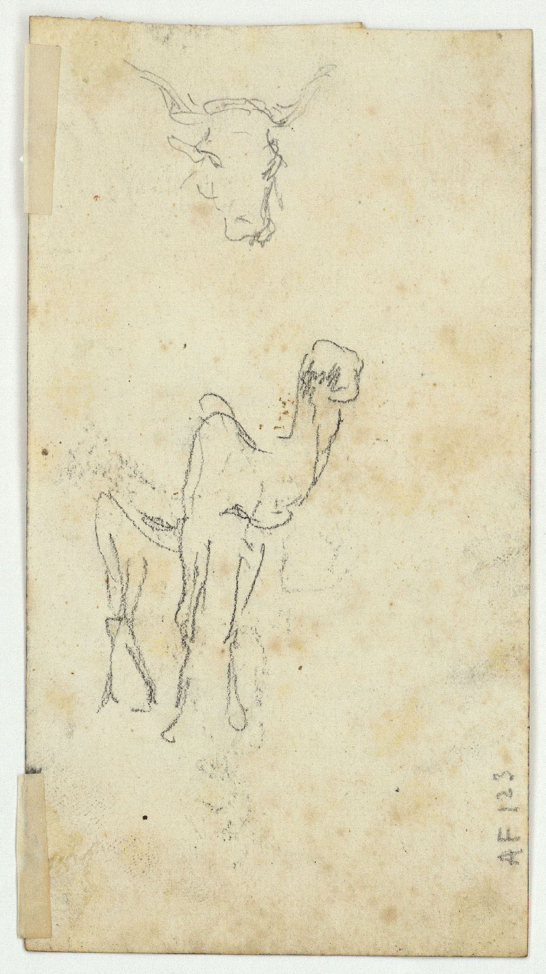 image for: Marià Fortuny - Marroquins (anvers) / Cap de bou i esbós de camell (revers) - Cap a 1860-1862 [1]