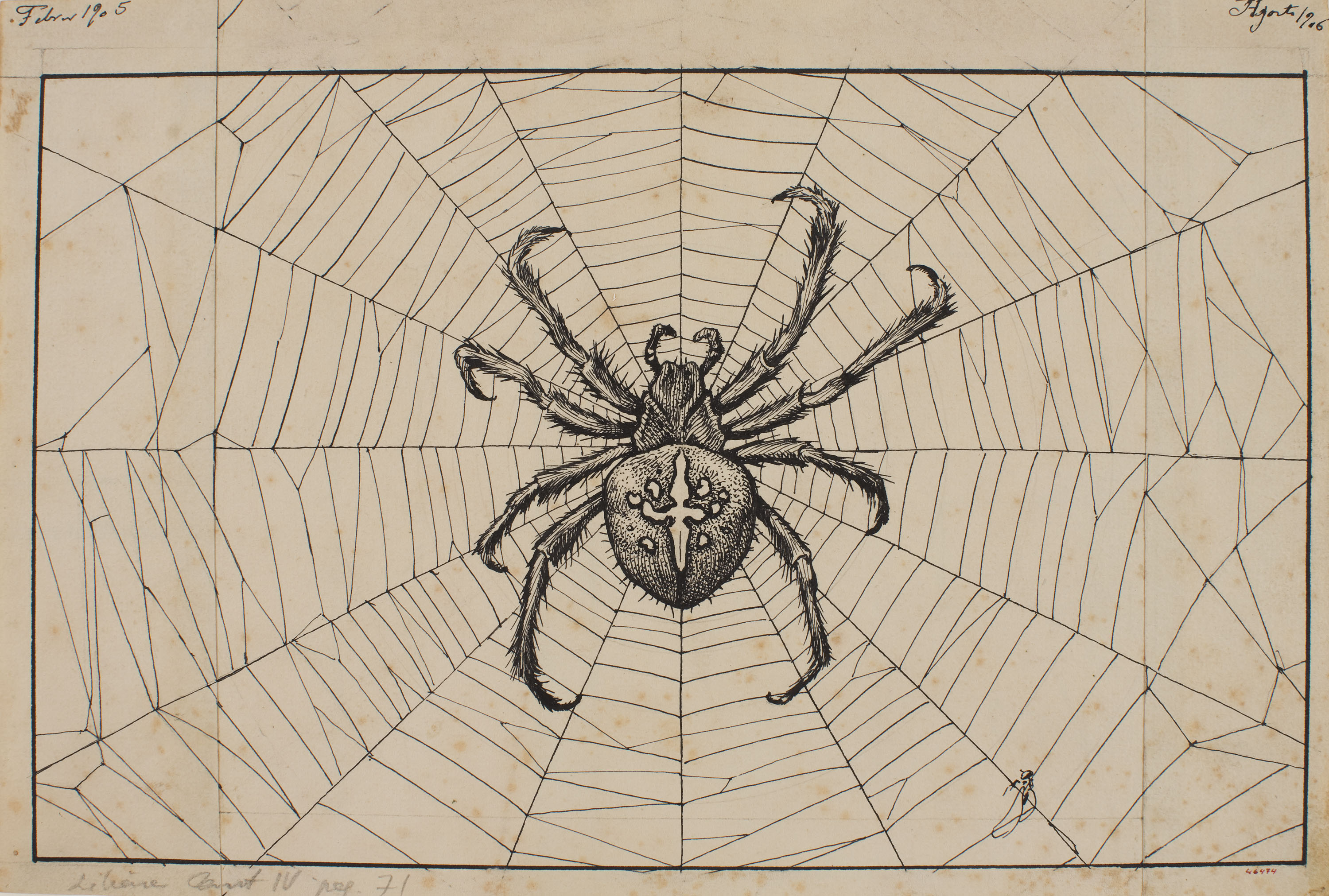 Apel·les Mestres - Aranya teixint la teranyina. Capçalera de pàgina per al poema «Liliana» d'Apel·les Mestres - 1905-1906 image for: Apel·les Mestres - Aranya teixint la teranyina. Capçalera de pàgina per al poema «Liliana» d'Apel·les Mestres - 1905-1906