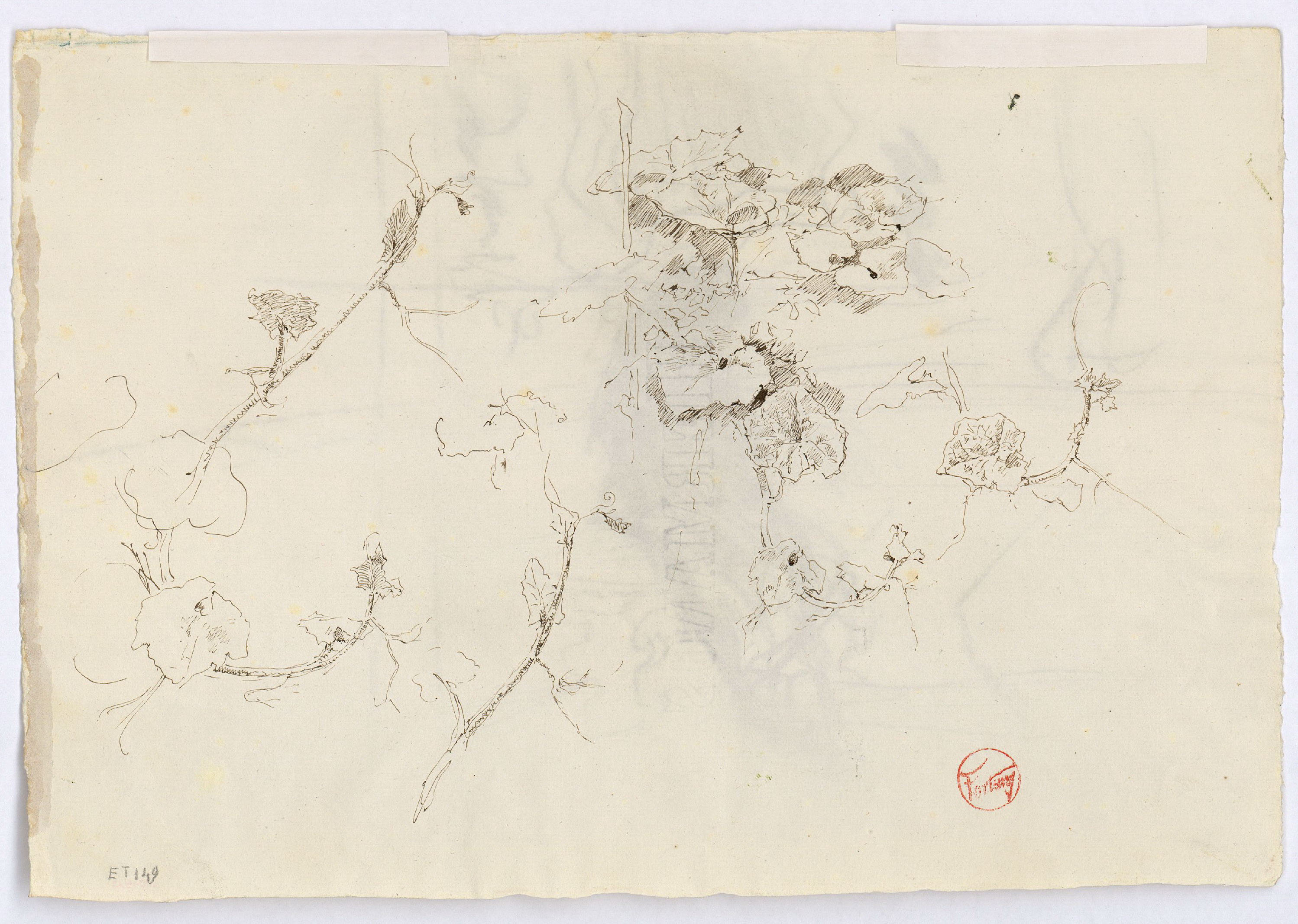 image for: Marià Fortuny - Estudi per al quadre «L'elecció de la model» (anvers) / Croquis de plantes i fulles (revers) - Cap a 1868-1870 [1]