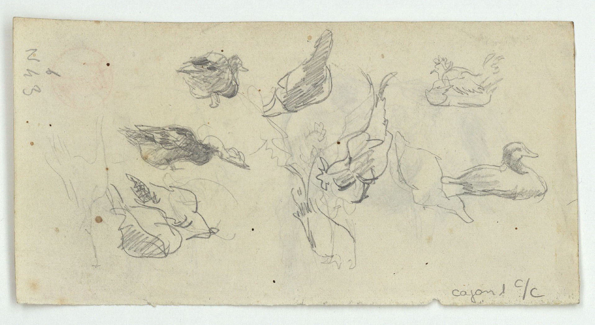 image for: Marià Fortuny - Rucs (anvers) / Ànecs i gallines (revers) - Cap a 1870-1872 [1]