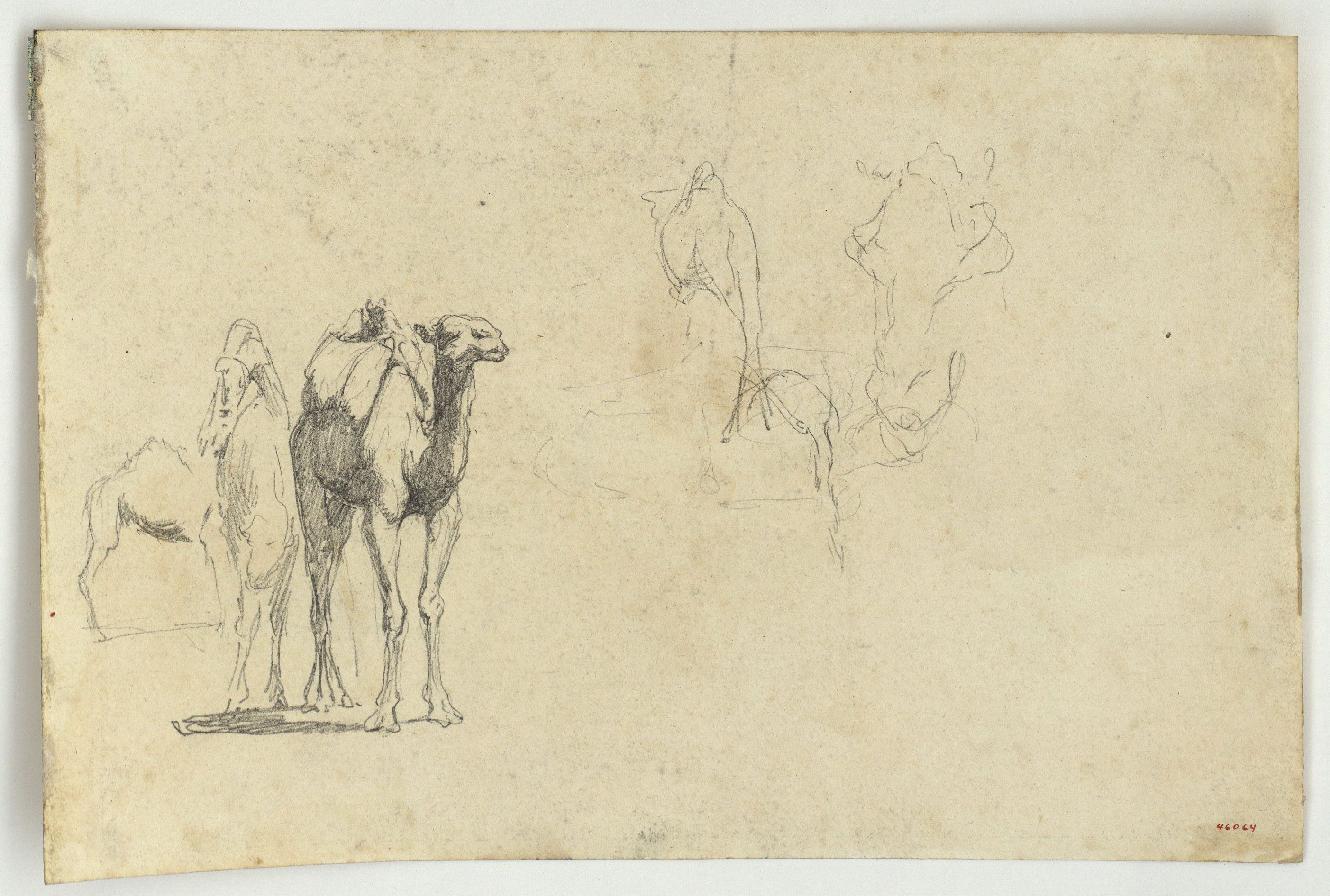 image for: Marià Fortuny - Estudi de camells i figures (anvers) / Camells (revers) - Cap a 1860-1862 [1]