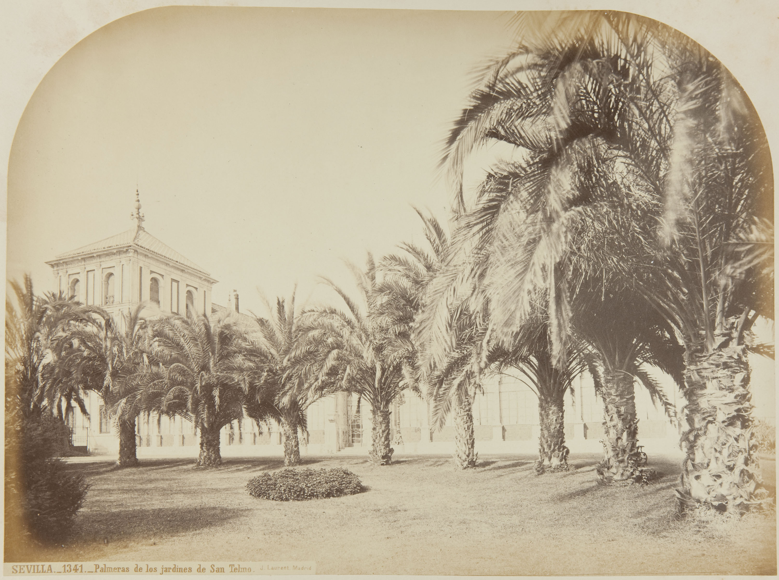 image for: Jean Laurent - Sevilla. Palmeras de los jardines de San Telmo - Cap a 1865