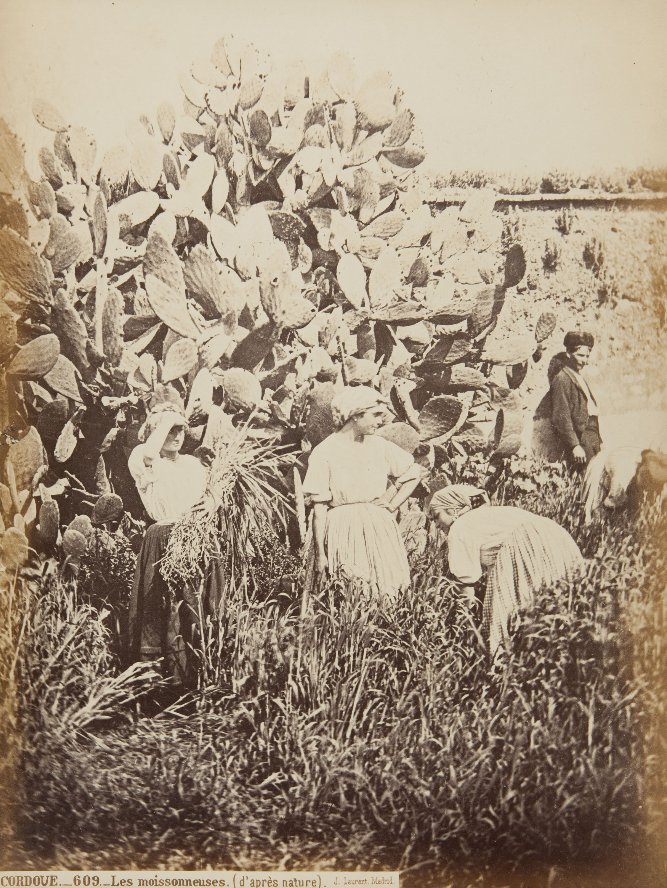 image for: Jean Laurent - Cordove. Les moissonneuses (d'après nature) - Cap a 1865