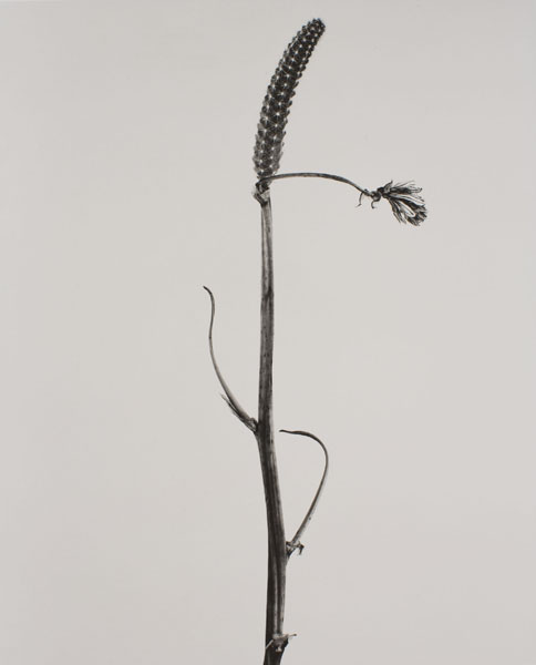 image for: Joan Fontcuberta - Bifilia mastegata (Herbarium) - 1982