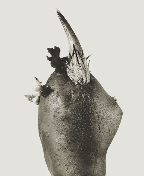 image for: Joan Fontcuberta - Philosifux hyemale (Herbarium) - 1984