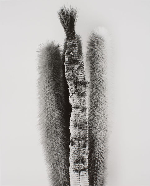image for: Joan Fontcuberta - Physostegia afeitata (Herbarium) - 1984
