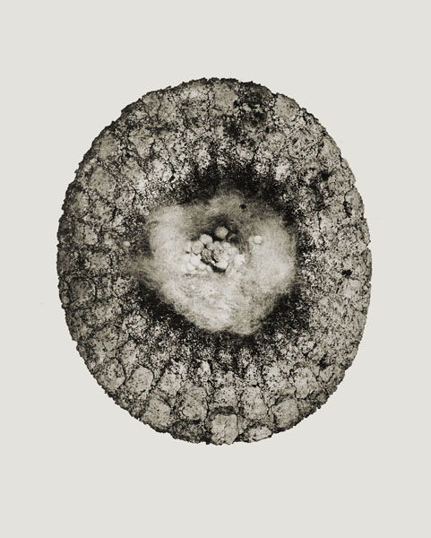 image for: Joan Fontcuberta - Flor miguera (Herbarium) - 1984