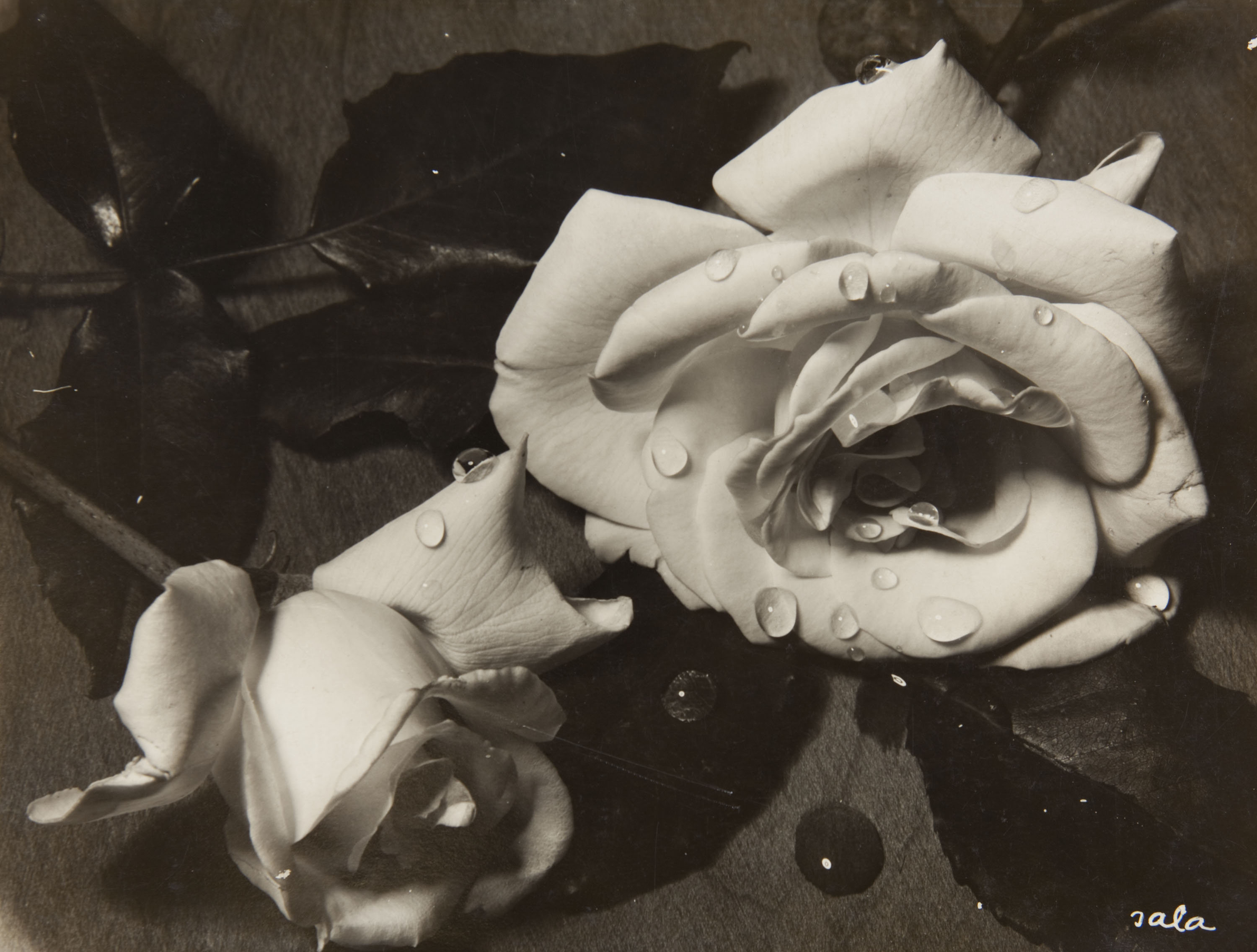 image for: Josep Sala Campàs - [Roses] - No datat